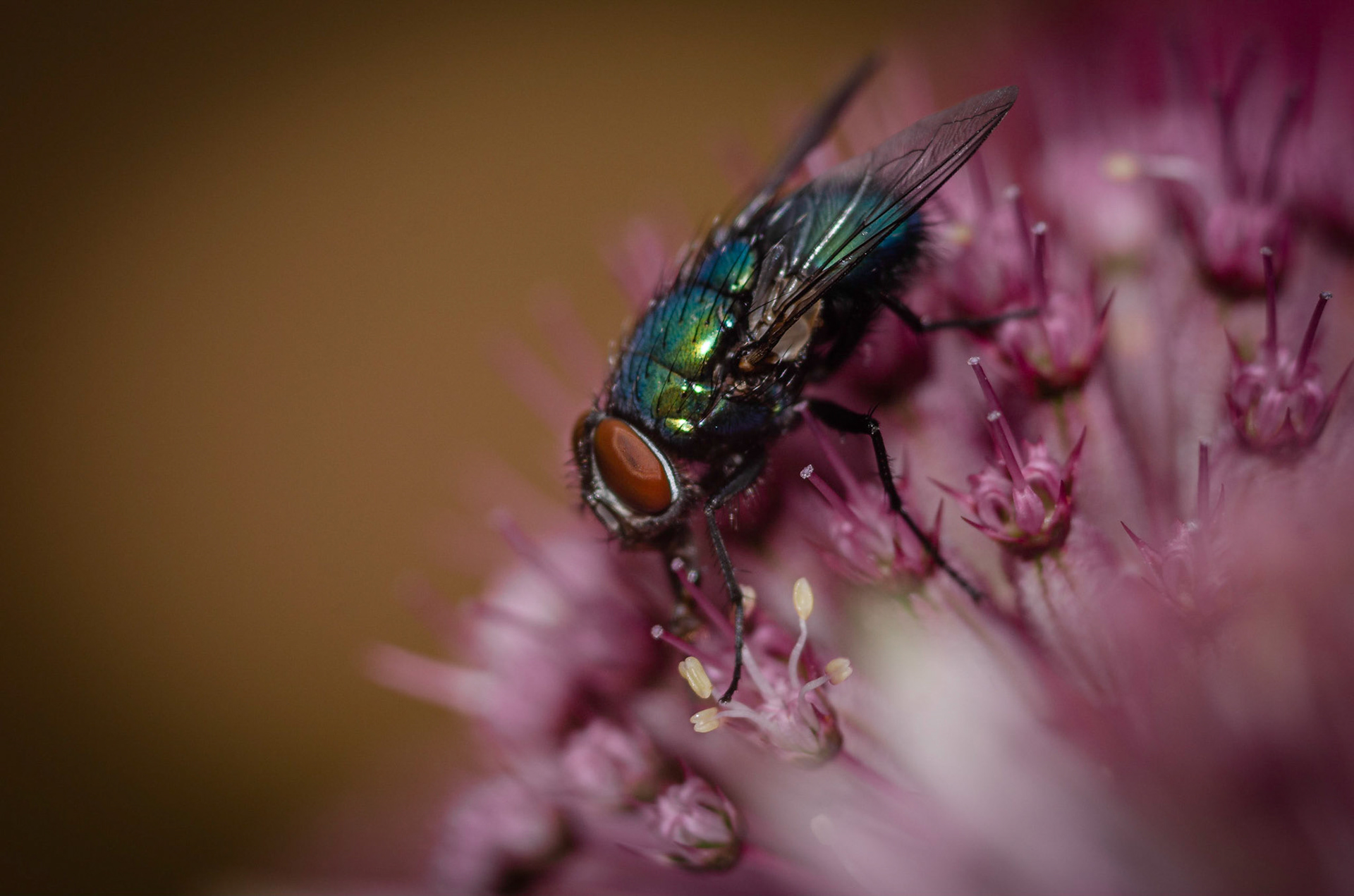 Fly on Astrantia 2