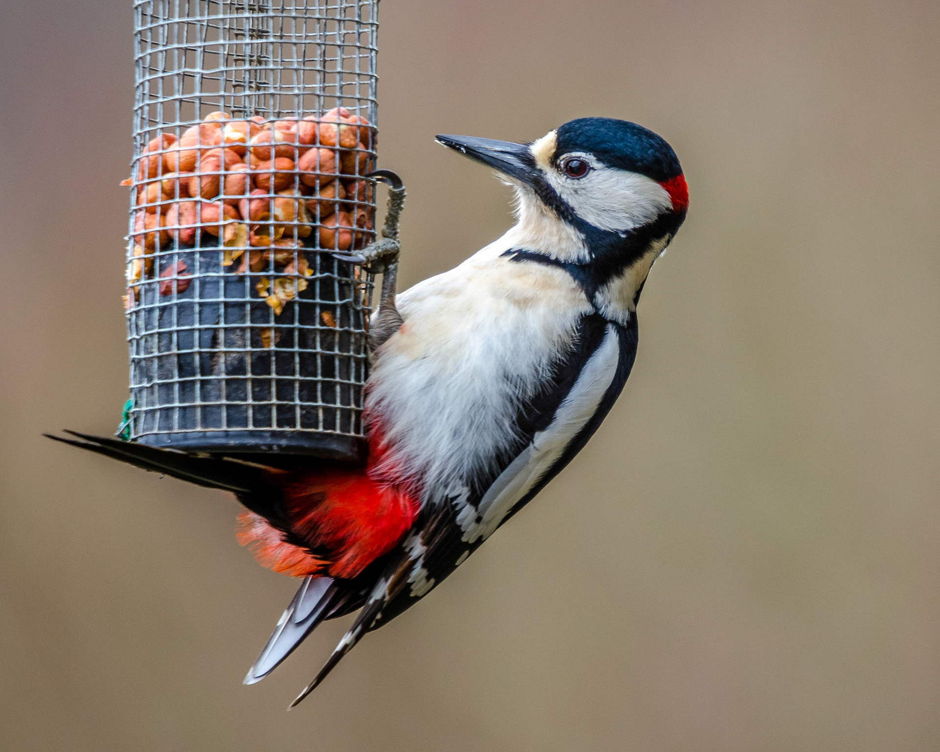 Woodpecker 2
