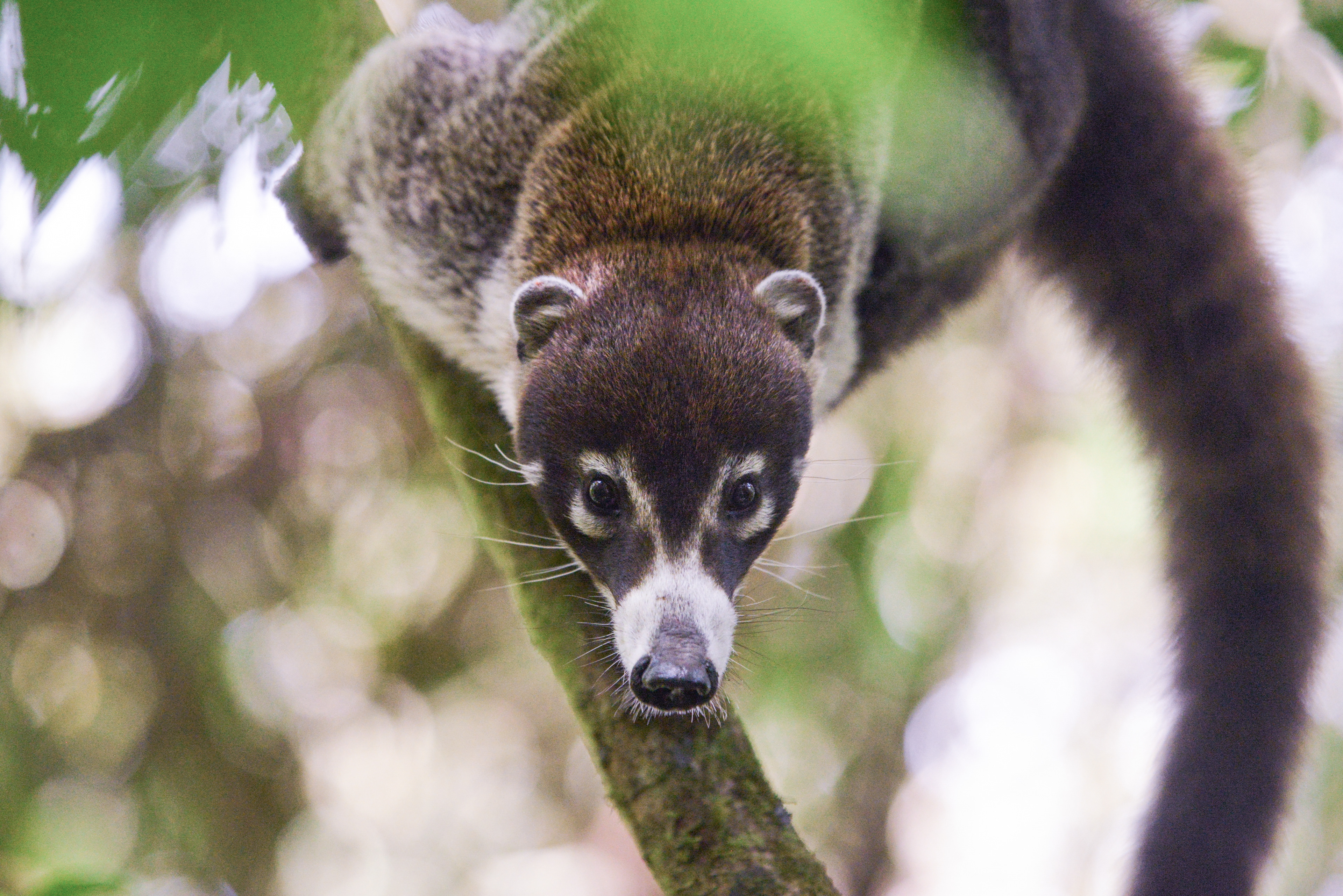 White-Nosed Coati (Nasua narica) | Cameryn Brock