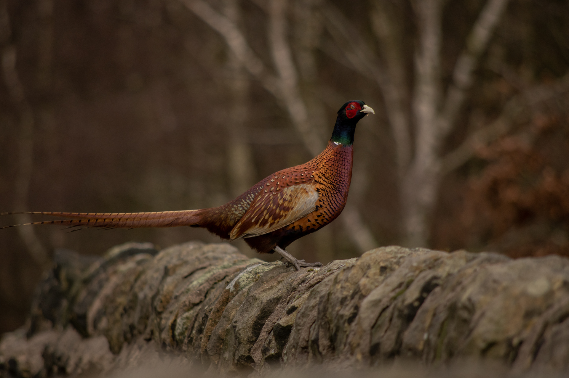 Pheasant