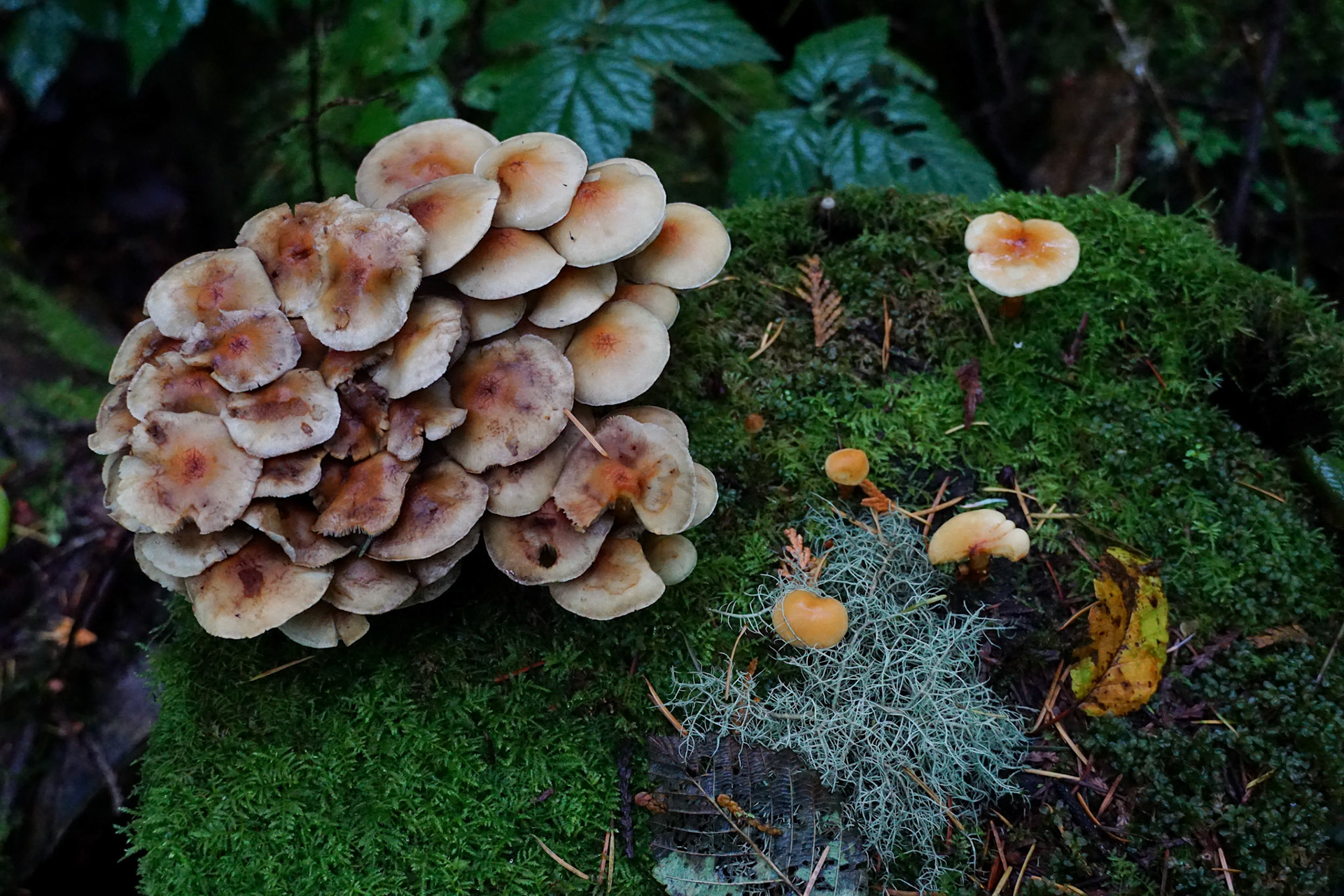 Mushrooms at Bridle Trails State Park, 2019