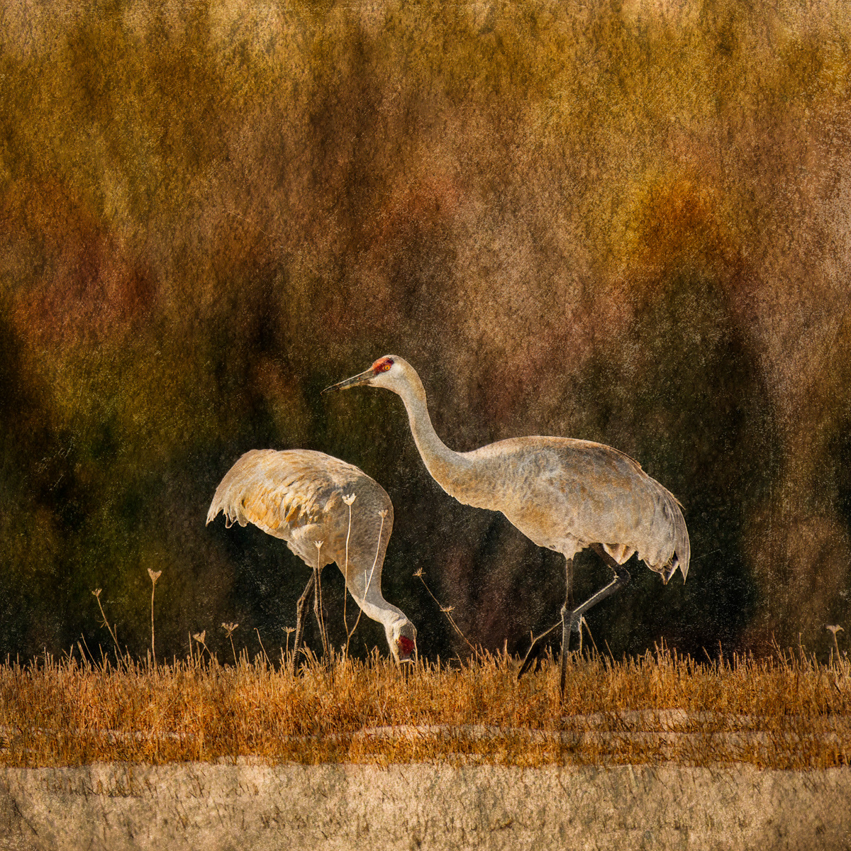 Sandhill Cranes © Irwin Seidman