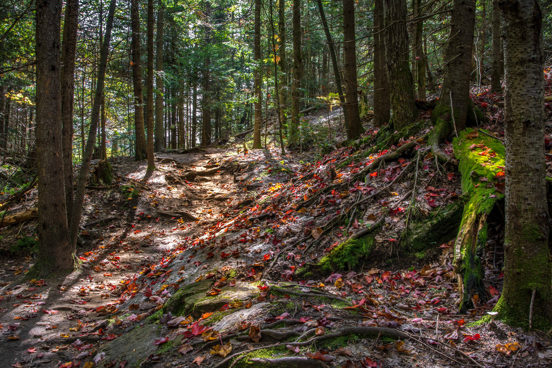 Autumn Hike © Irwin Seidman