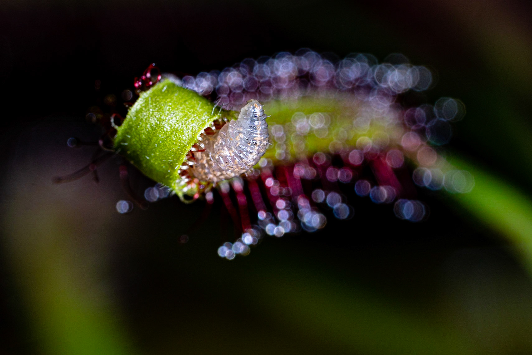 Drosera Capensis (Kap Sonnentau)