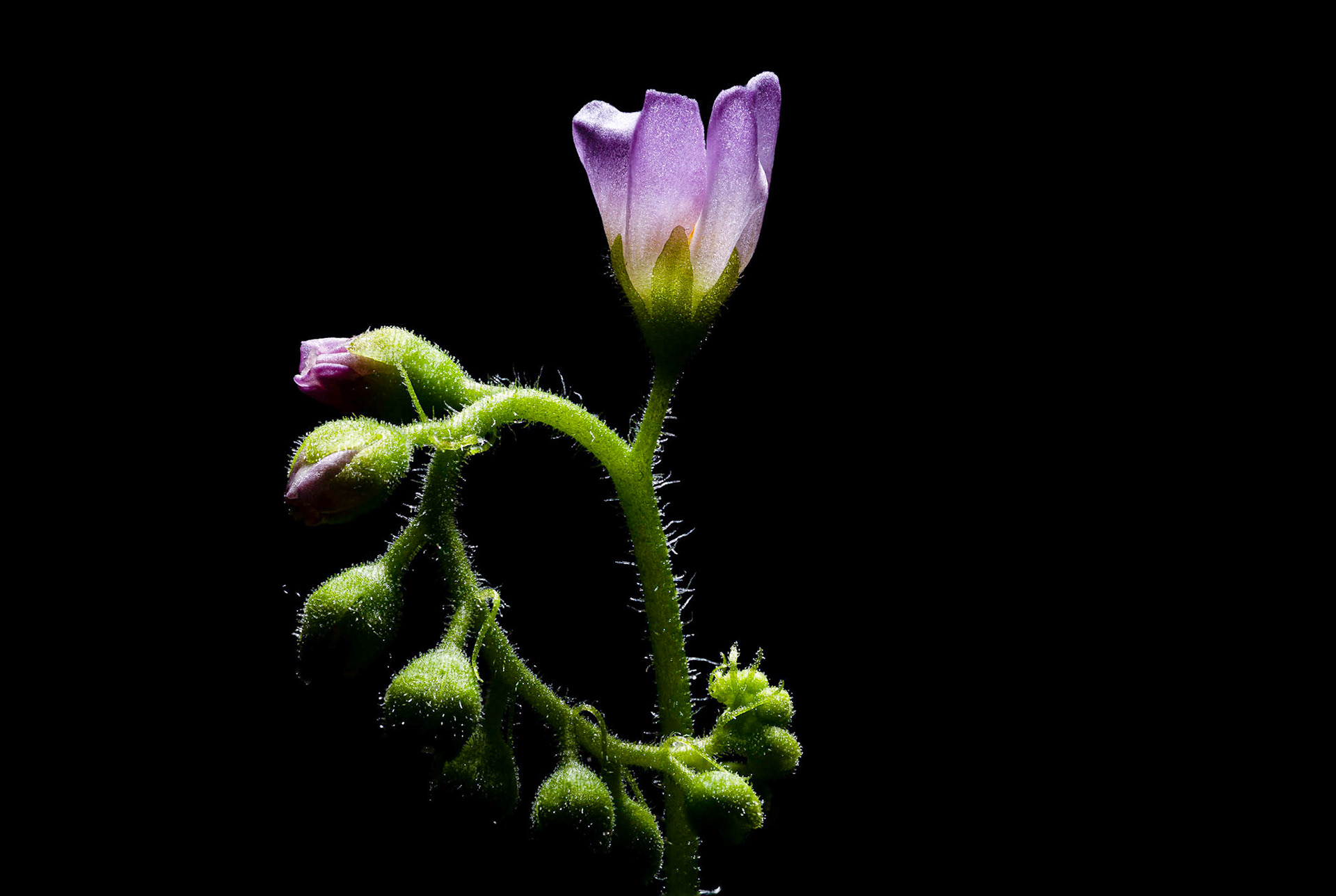 Drosera Capensis (Kap Sonnentau)