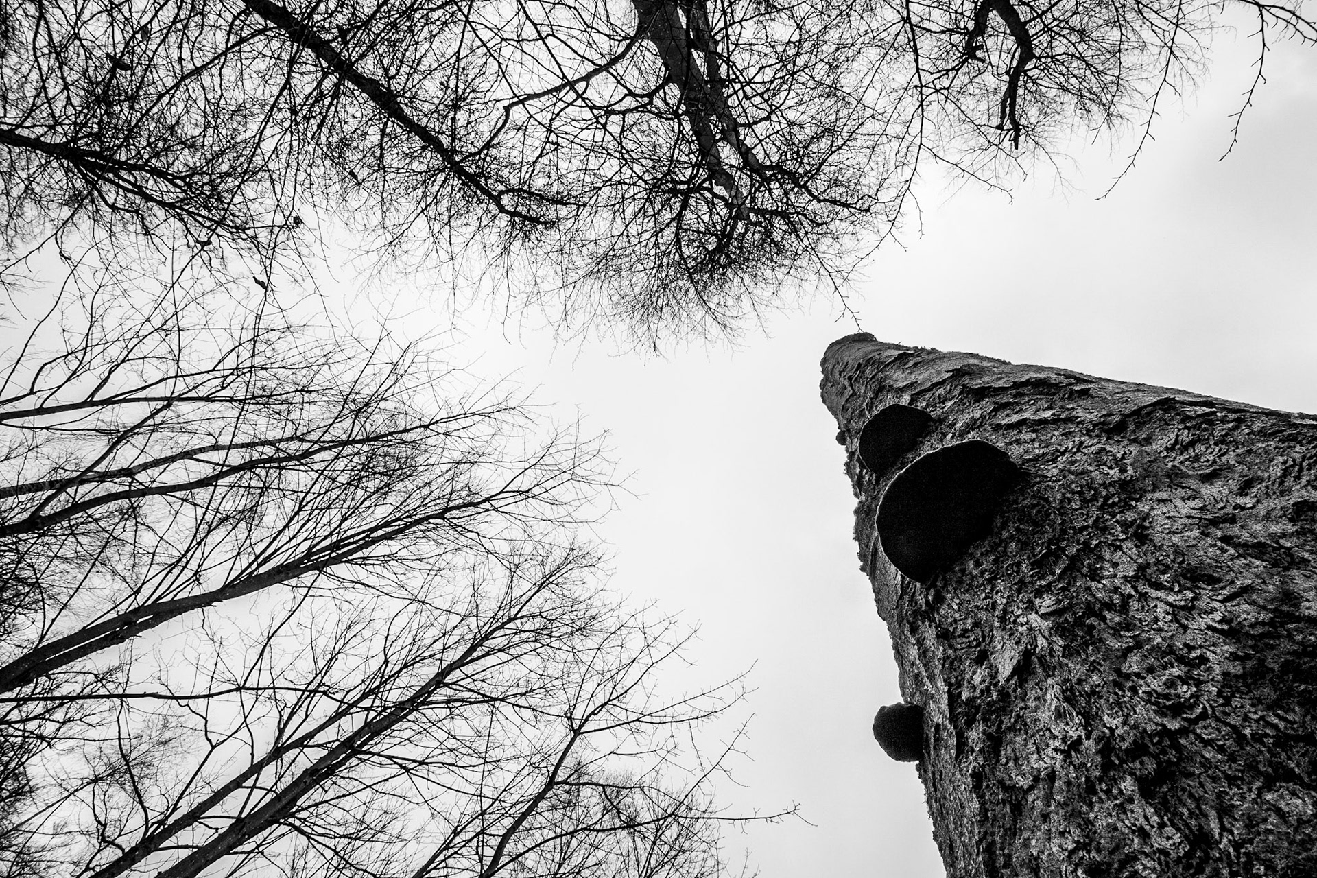 Baum