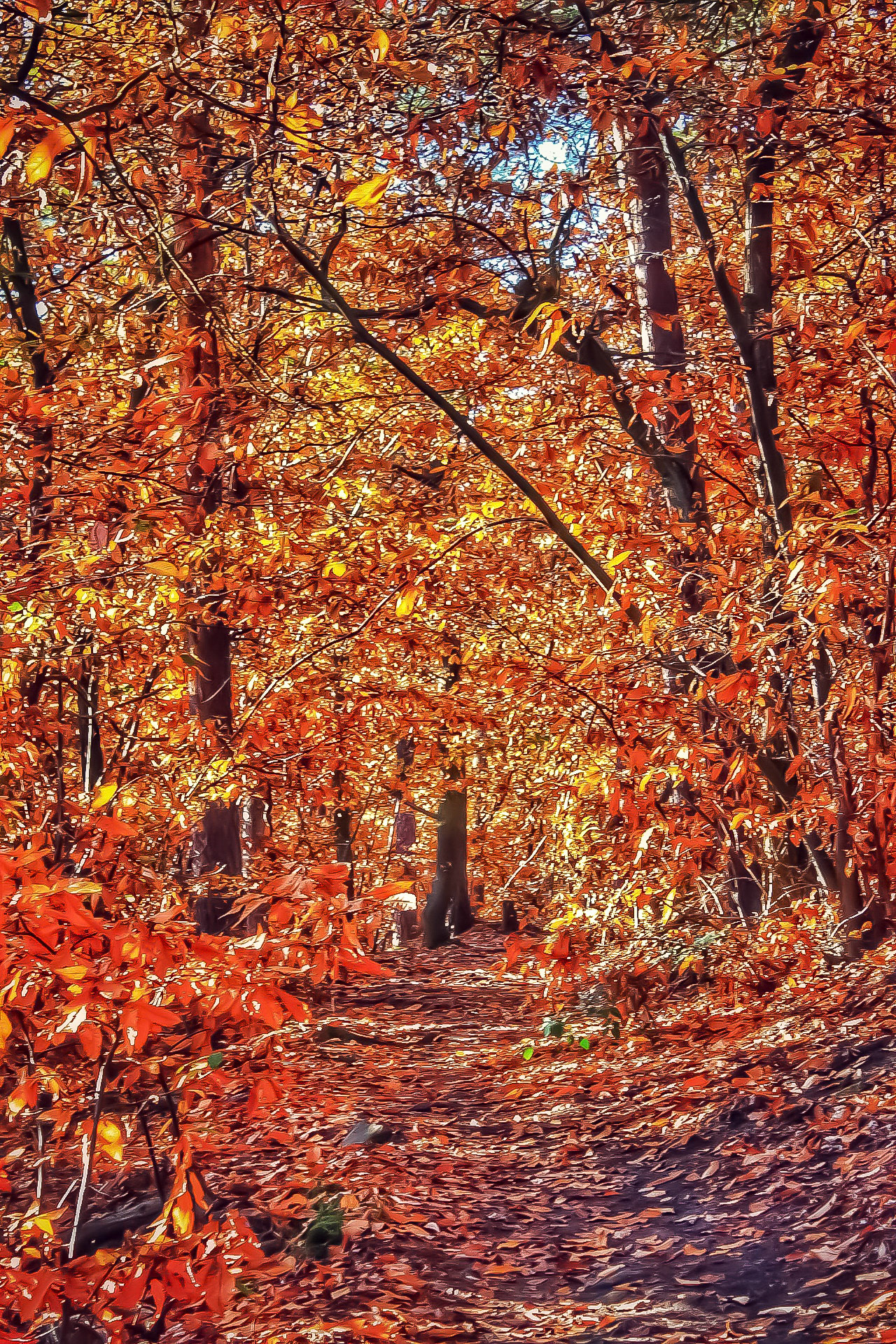 Herbstwald