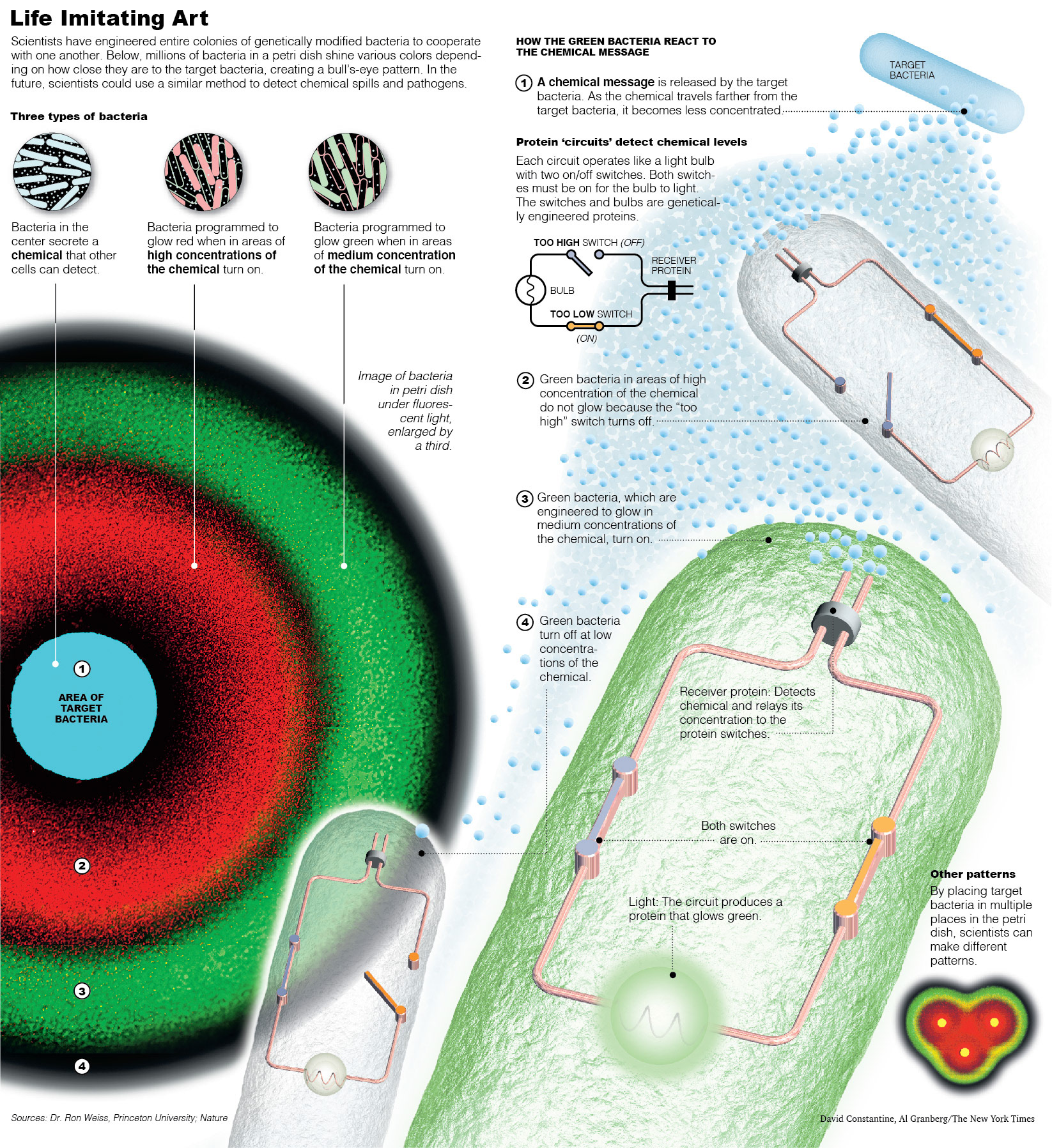 Illustration of how bacteria can be genetically modified to emit different colors to indicate various concentrations of a target chemical. For The New York Times.