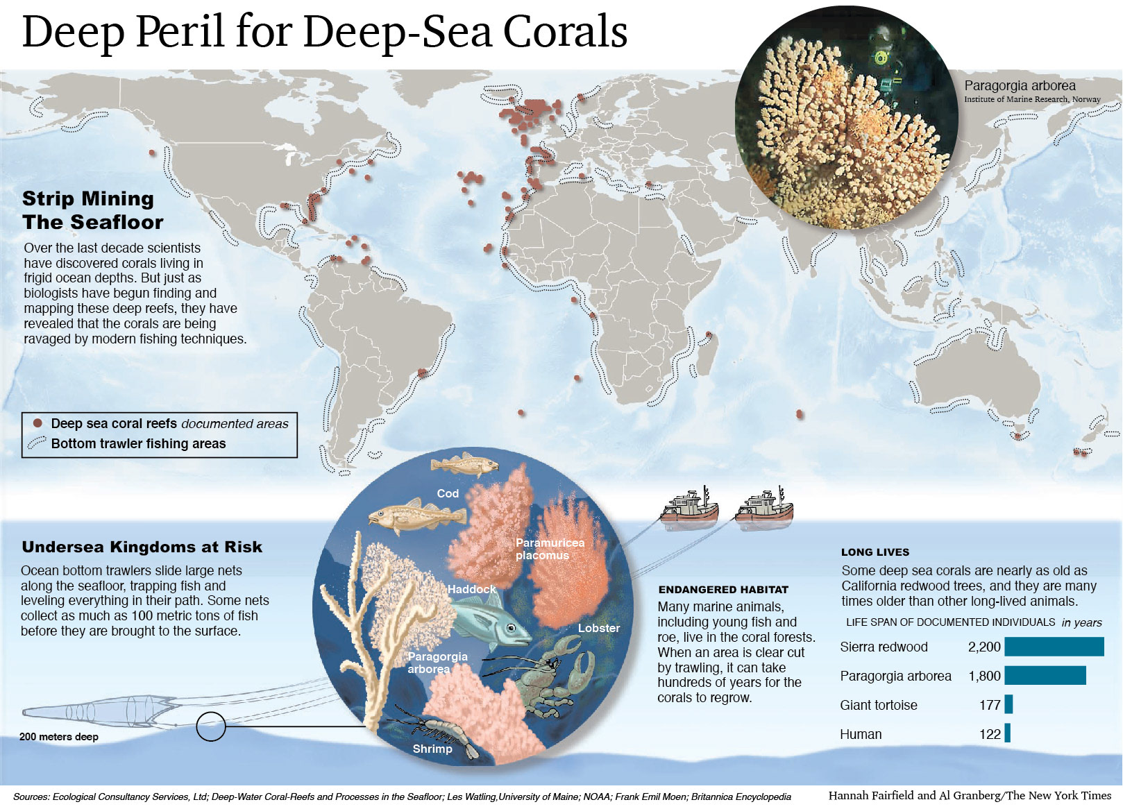 Map, chart and illustrations explaining damage to corals caused by fishing nets. For The New York Times.
