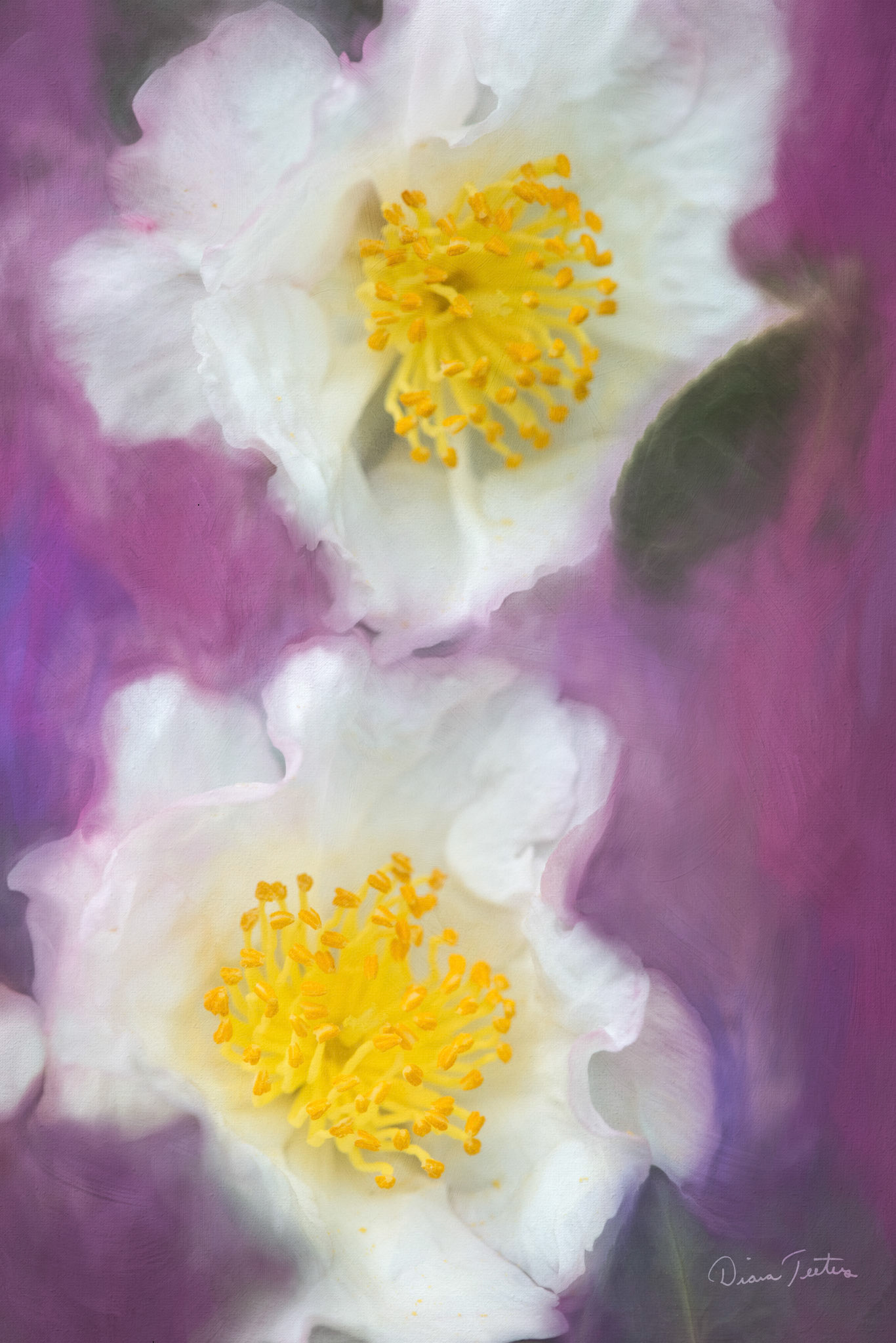 Two white camellia painted digitally