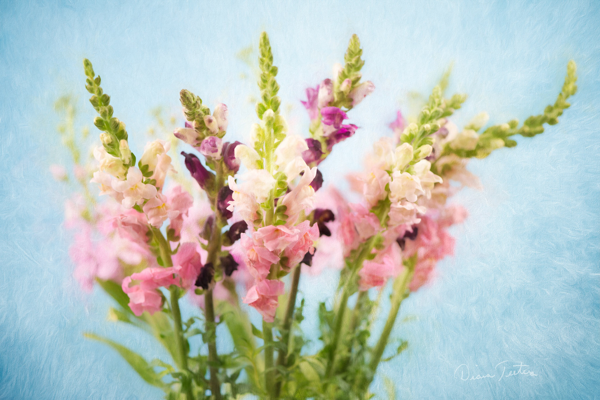 Muli-color snap dragons with painterly effect