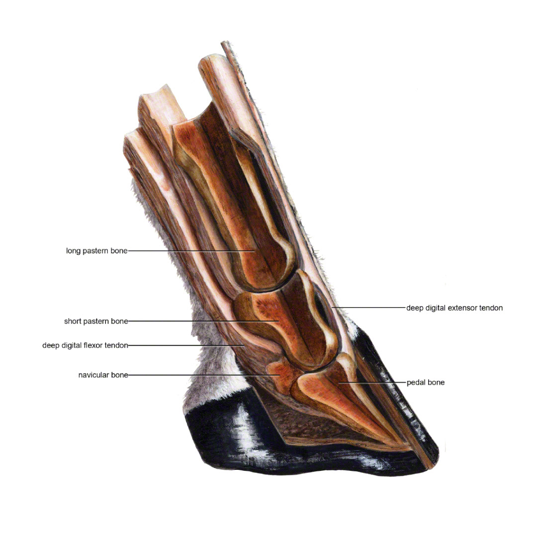 Cross section of equine hoof. Acrylic painting.