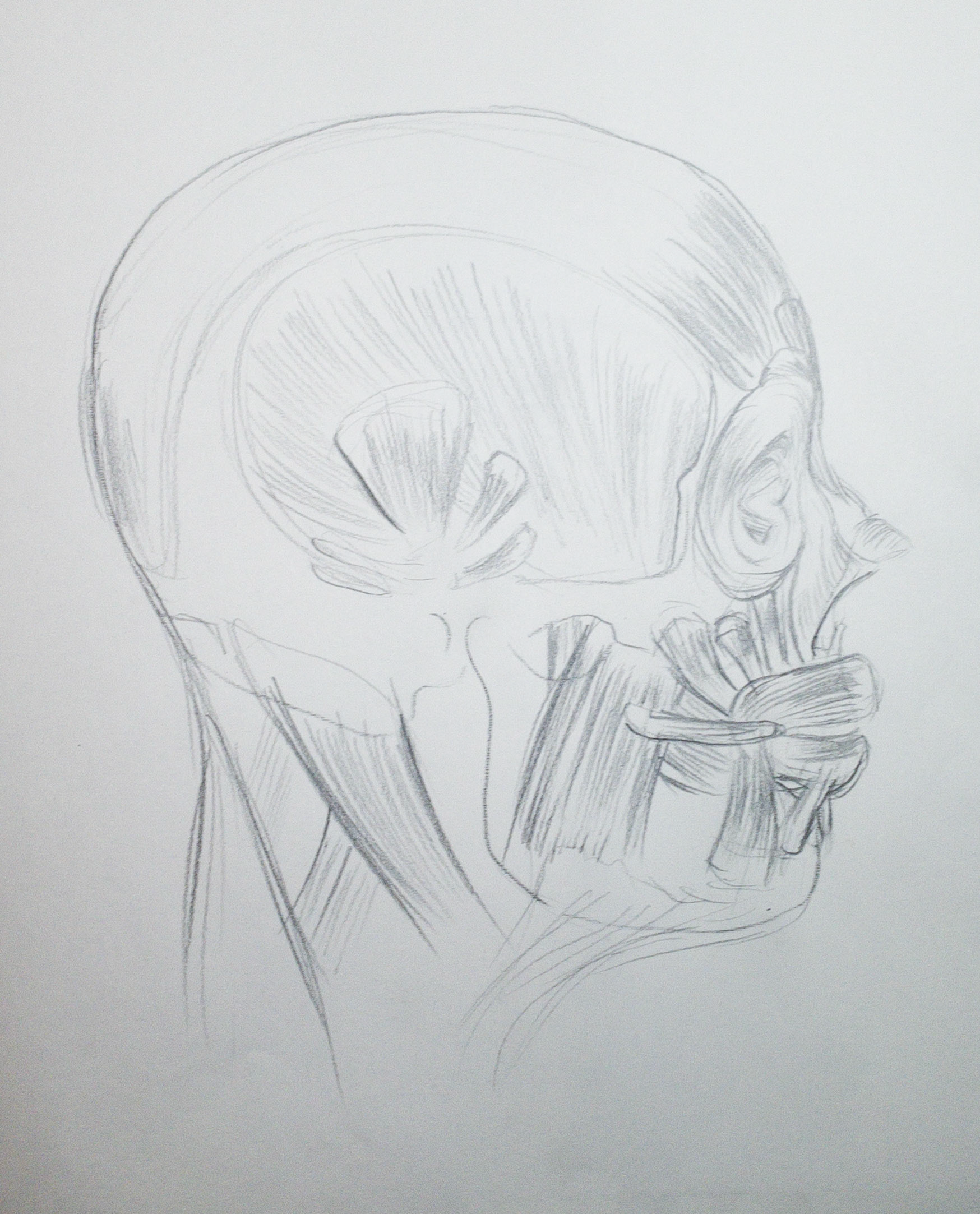 lateral view of facial musculature