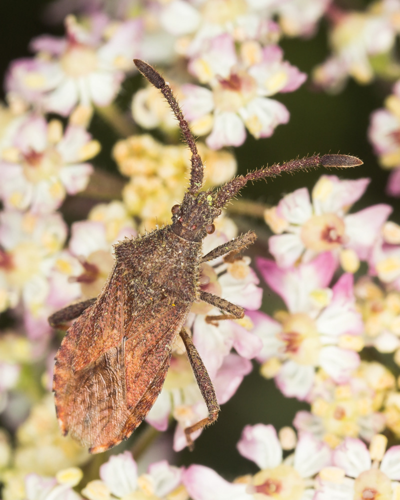 No.151 - This was an exciting find at the Herts Invertebrate Project recording meeting recently - the Denticulate Leatherbug (Coriomeris denticulatus). It is so-called as it has a row of tooth-like spines running along the edge of its shoulder (if Leatherbugs have shoulders) which make it look pretty fearsome. I’ve cropped in here to show them more clearly. However despite its savage looking weaponry, it is actually a herbivore, feeding on clover and other plants in open grassland