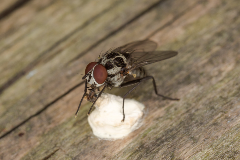 No.64 - I apologise in advance, and hope you're not eating right now... The fantastically patterned Anthomyiid fly. Favourite food? Bird poo. Here it is, tucking into some. Bleugh. But it just goes to show that, ultimately, everything on this planet is food to someone...