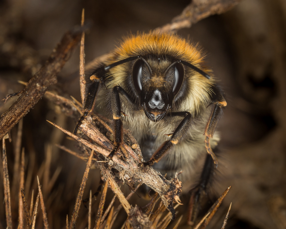 No.73 - It's been hard to keep up with the bumblebees so far this spring. They are so busy foraging and nesting that they rarely slow down for long. I did manage to sneak up on this Common carder bumblebee having a brief break between tasks...
