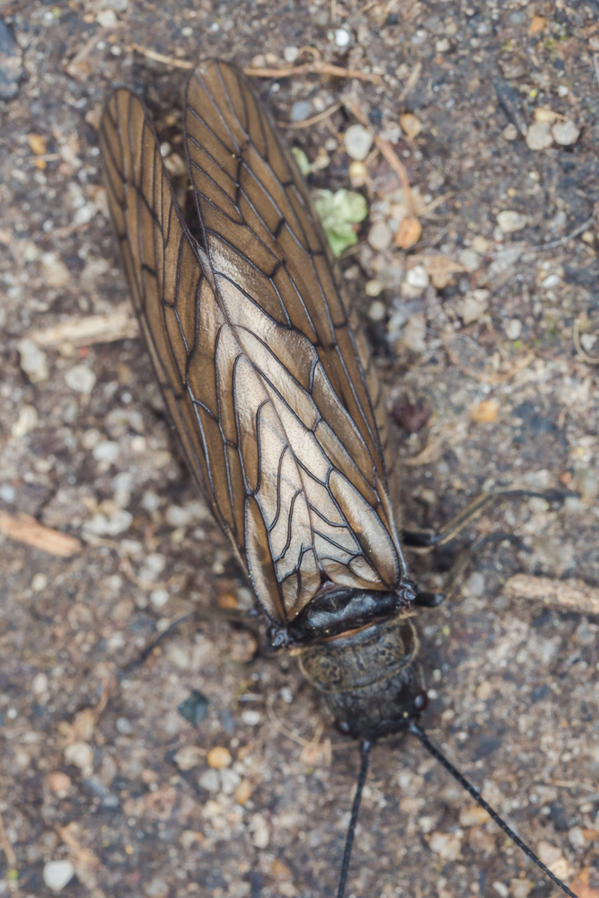 No.139 - I had to include the Alderfly in my 500. It’s prolific at the moment, anywhere near Water you will see them sitting on the ground, fence posts and vegetation. It isn’t a particularly remarkable creature at first glance, but close up they have extraordinary wing veneration. The veins are thick and deep, and remind me of stained-glass windows.