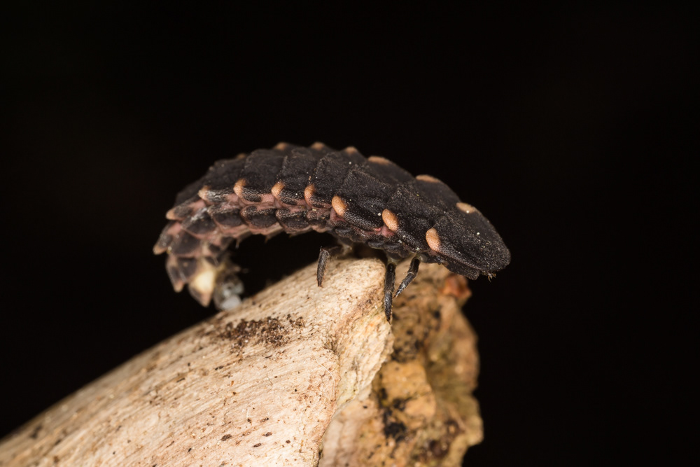 No.170 - Glow worm! This dude was hanging around near a huge ant nest in RSPB Arne. I've seen glow worms (a different species to this) in caves in New Zealand, but I have yet to see them light up the night in the UK. It was really exciting to find this larva and see it close up. The Glow worm beetle (Lampyris noctiluca) is a bizarre creature. The adult male is a classic, hard-shelled beetle, however the adult female is soft-bodied, very similar in fact to the larva. But the female's body can also light up which is irresistible to the large, photosensitive eyes of the male. This bioluminescence is the result of a reaction between oxygen, energy molecules, enzymes and waste products in the female body. The resulting light show, en masse, in the dark is just glorious.