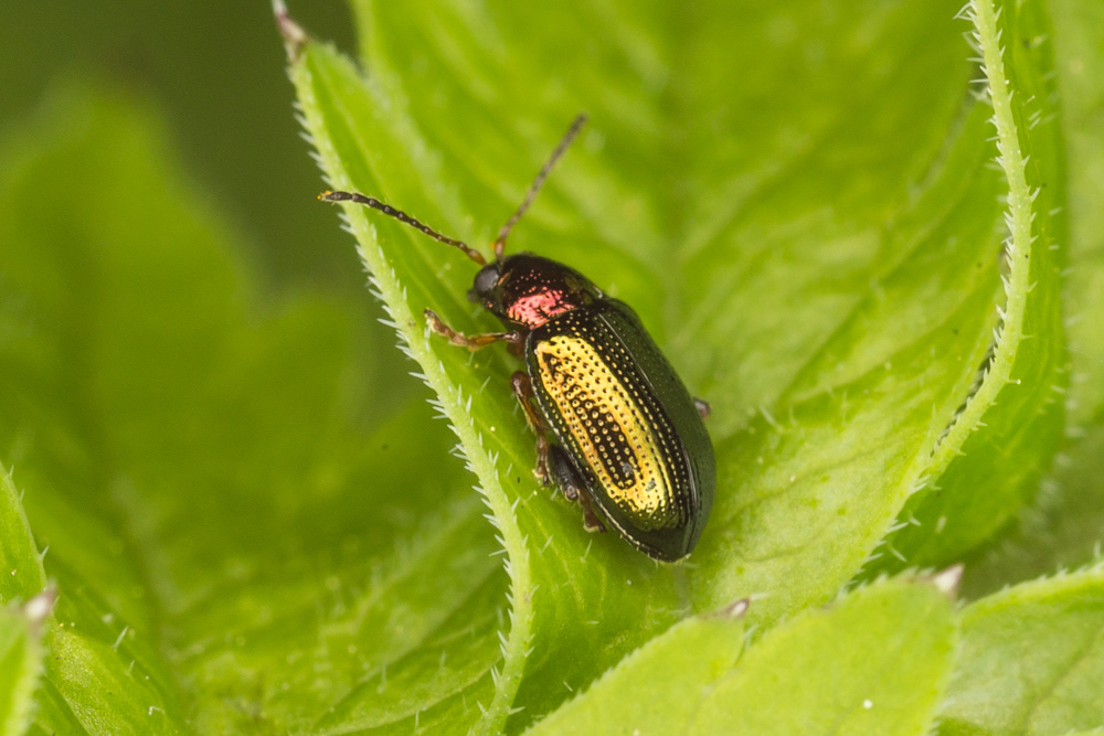 No.70 - I believe this beauty is a Willow Flea Beetle (Crepidodera aurata). I found it in woodland near where I live, sure enough, near Willow trees. It's another fabulous shiny metallic beetle from the Chrysomelidae family of beetles.