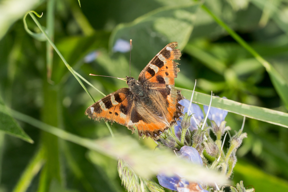 No.142 - As much as I enjoy seeing fresh new butterflies, in all their pristine finery, it's these ones that I really love - battered, bruised but battling on. I thought this Small Tortoiseshell (Aglais urticae) was a Comma when it flew past me as it was such a strange shape. It was only when I zoomed in on my laptop that I realised why I couldn't see the trademark blue markings around its bottom wings - they had disappeared. How these frayed wings still manage to keep butterflies airborne is a wonder of nature. Butterfly wings are made of that amazing stuff, chitin, and are covered in thousands of the tiny, reflective scales which give each species their distinctive markings. But they are so easily damaged by rain, near misses with predators, brushes with vegetation and sheer flying hours. I feel like I can see every single wingbeat in this butterfly, telling the story of its extraordinary fight for survival.