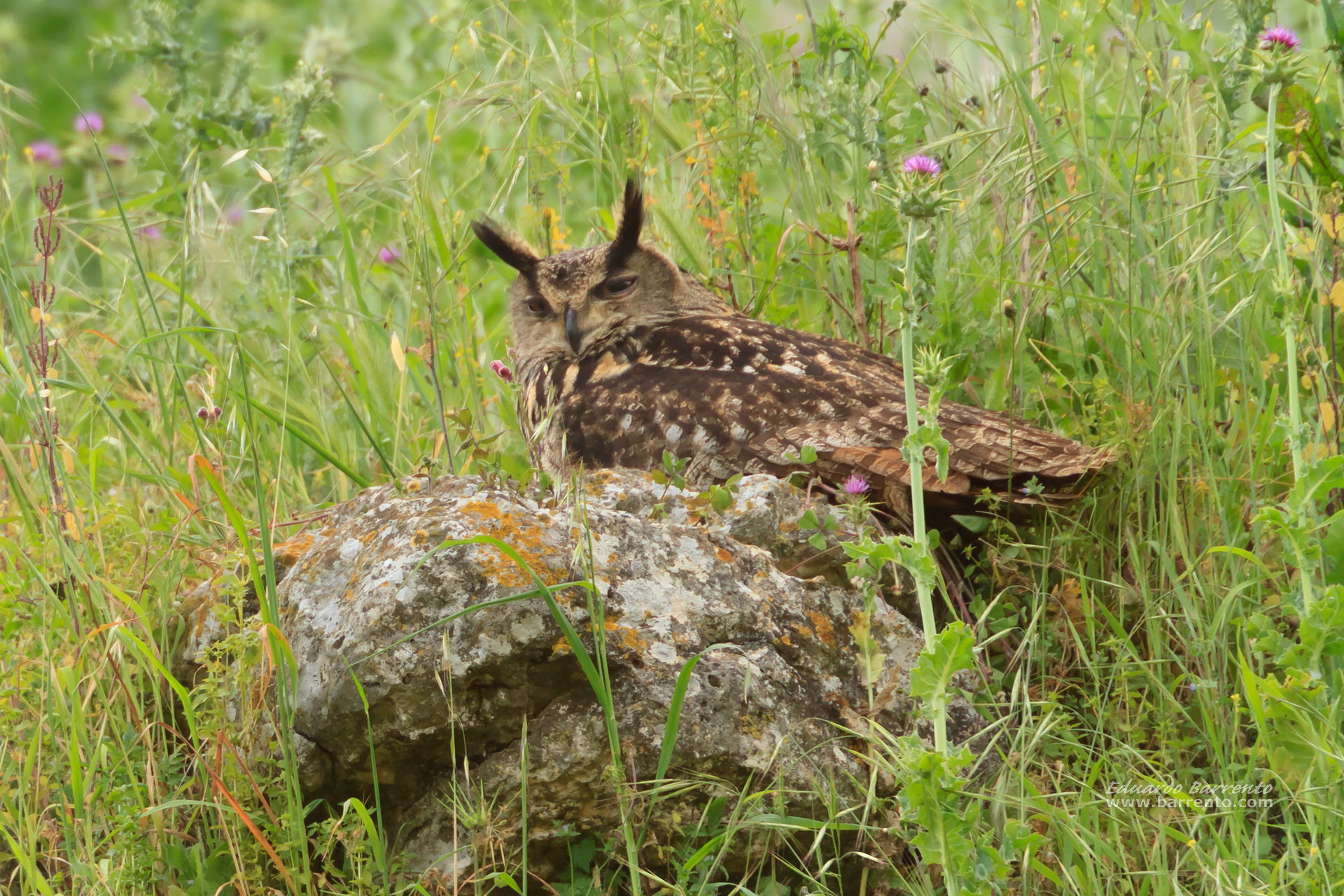 Bufo-real (Bubo bubo). The Eurasian eagle-owl