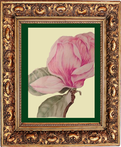  Florals (Colored Pencil)