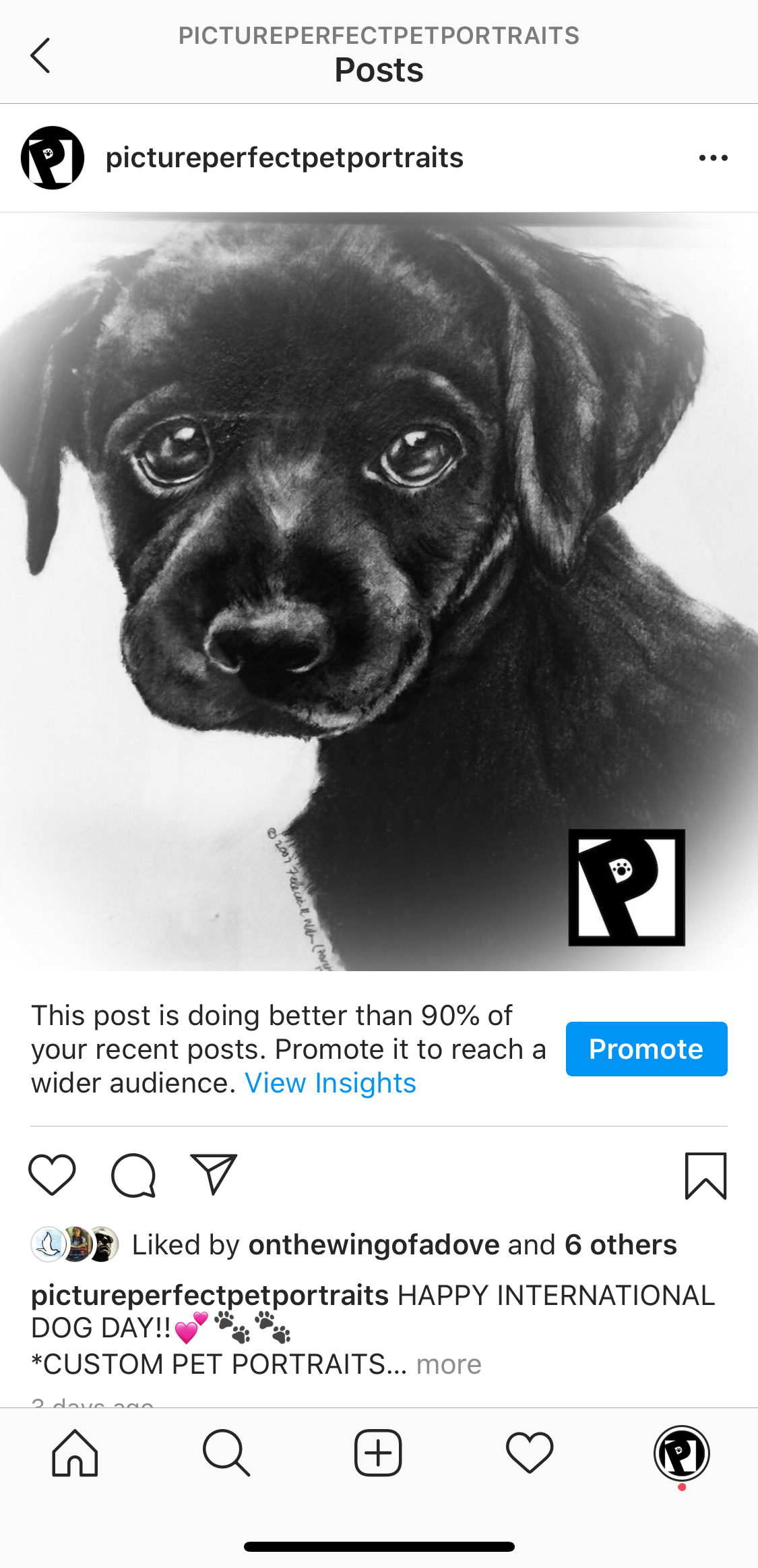 Picture Perfect Pet Portraits - Instagram