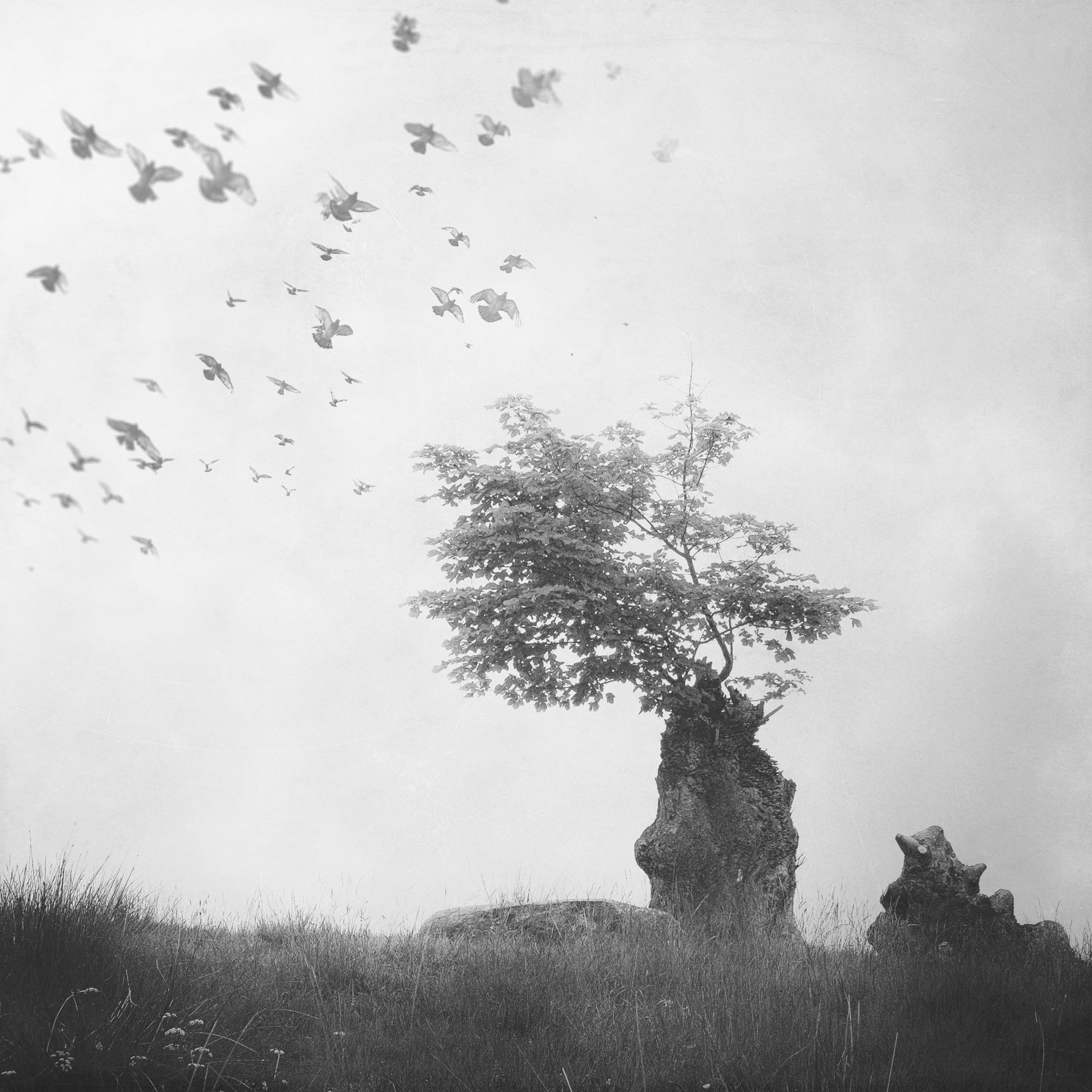 Lone tree in field, flock of birds taking flight above in moody, monochrome sky.