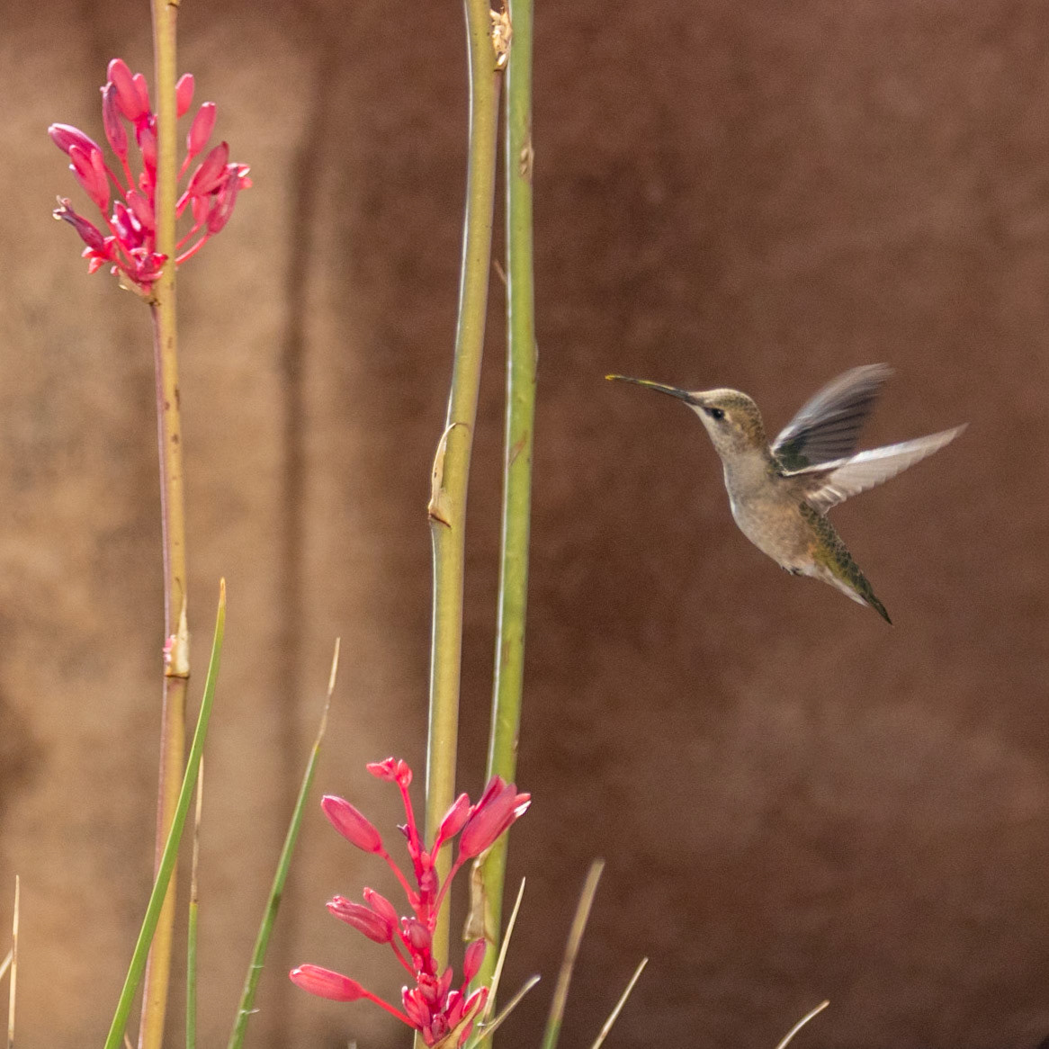 Hummingbird #2