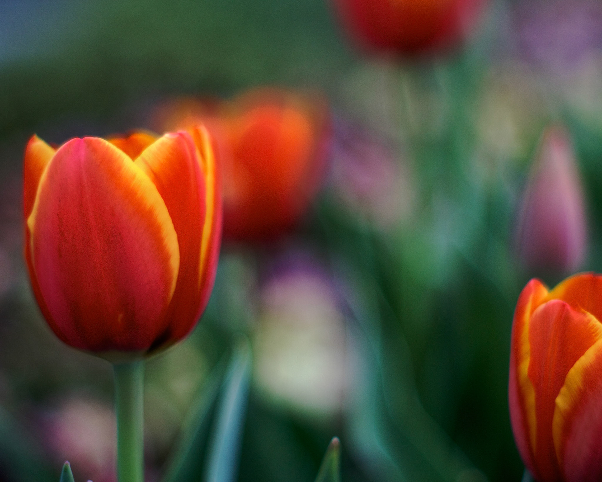 Spring Tulips