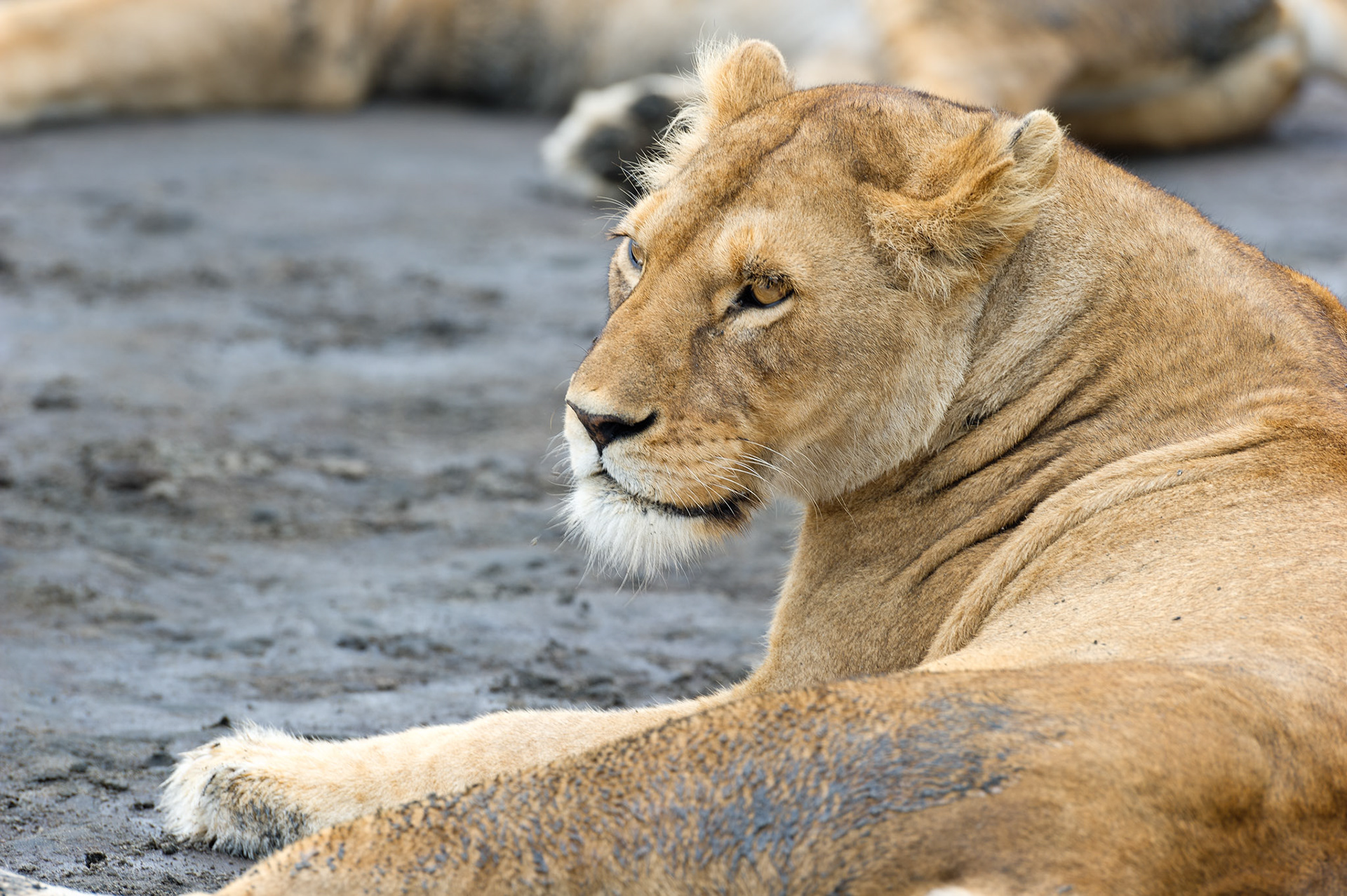 Female Lion - Serengeti National Park, Tanzania