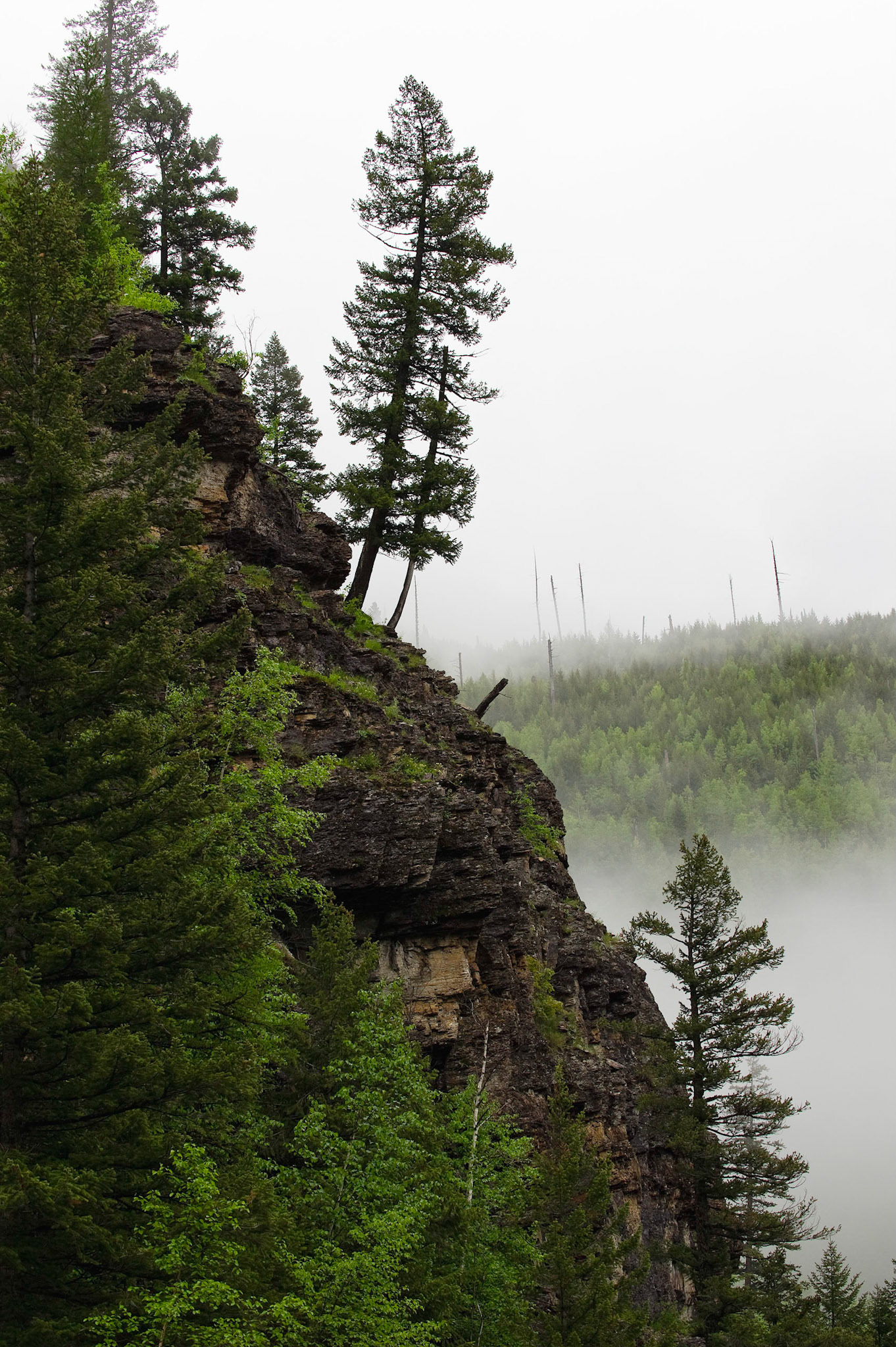Leaning Pine - Glacier National Park, Montana