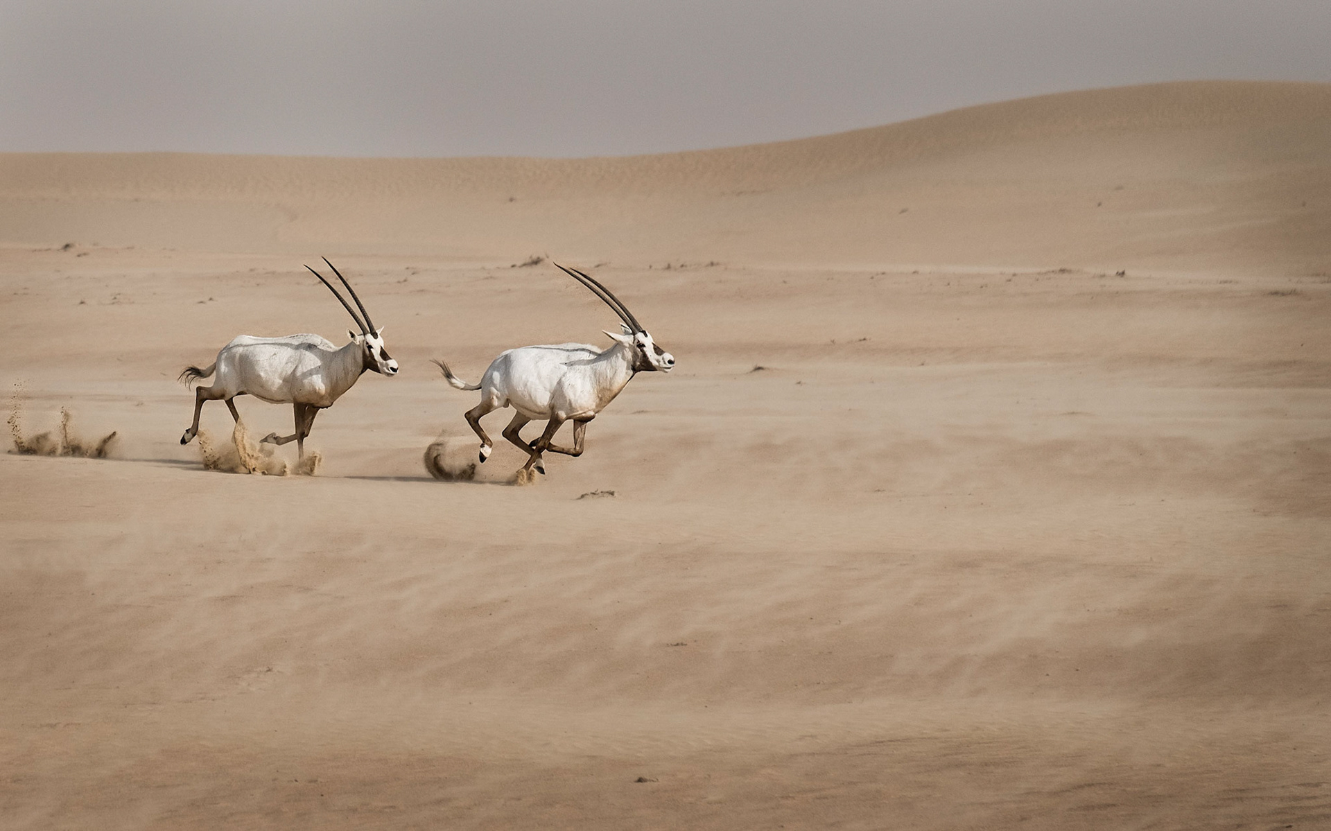 Running Arabian Oryxs - Al Faqa, Dubai, UAE