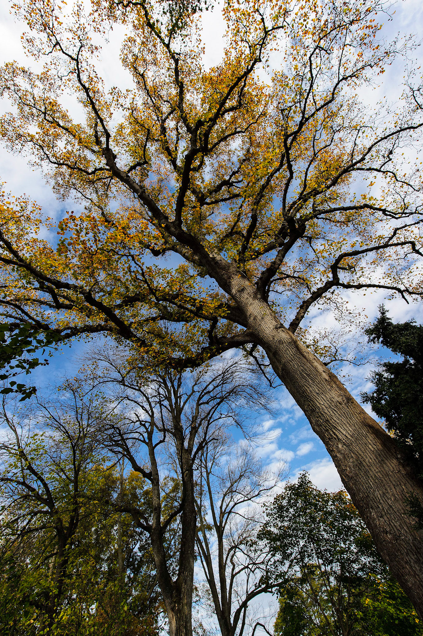 Upper Garden - Mount Vernon, Virginia