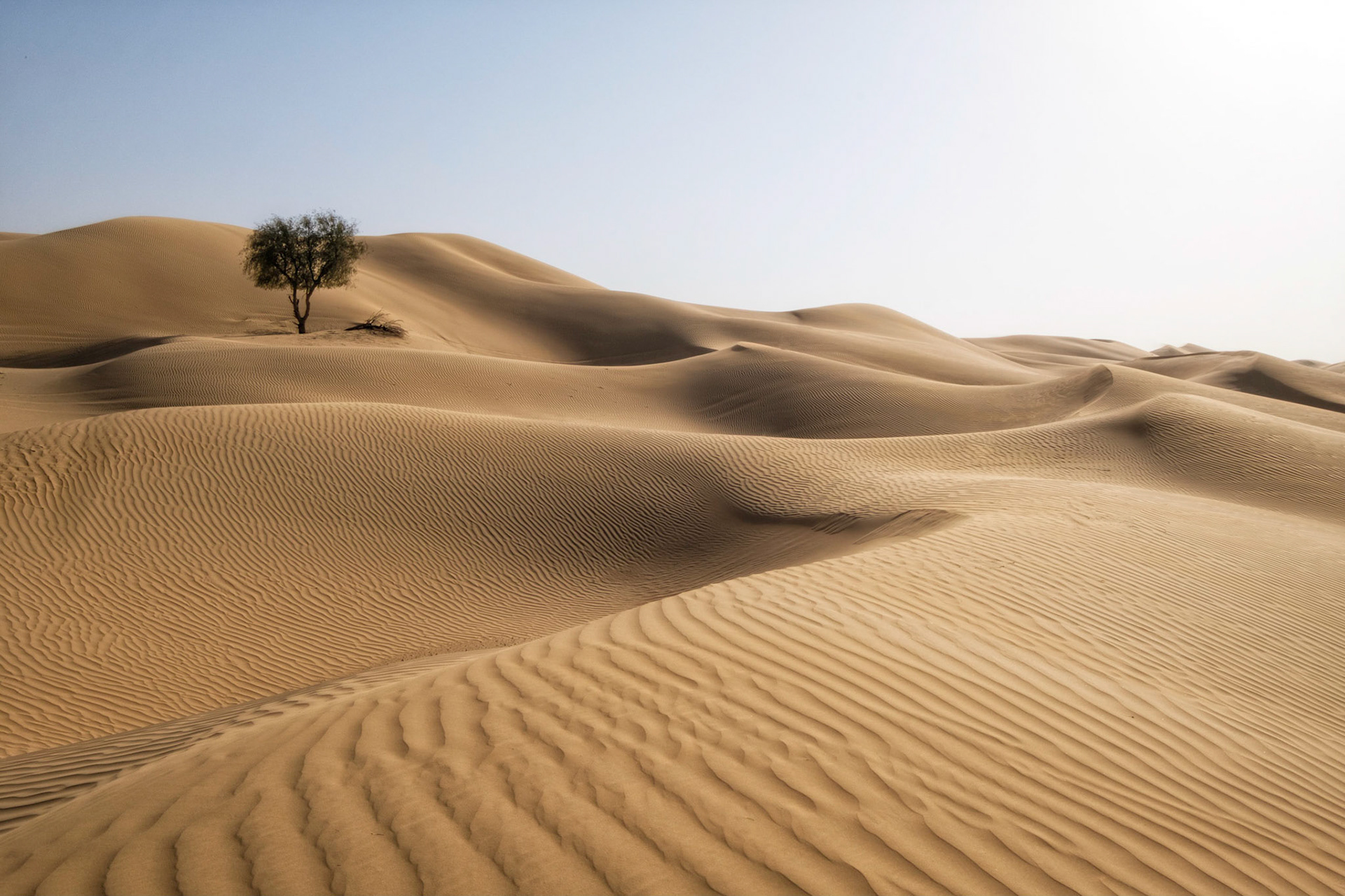 Lone Desert Tree - Al Faqa, Dubai, UAE