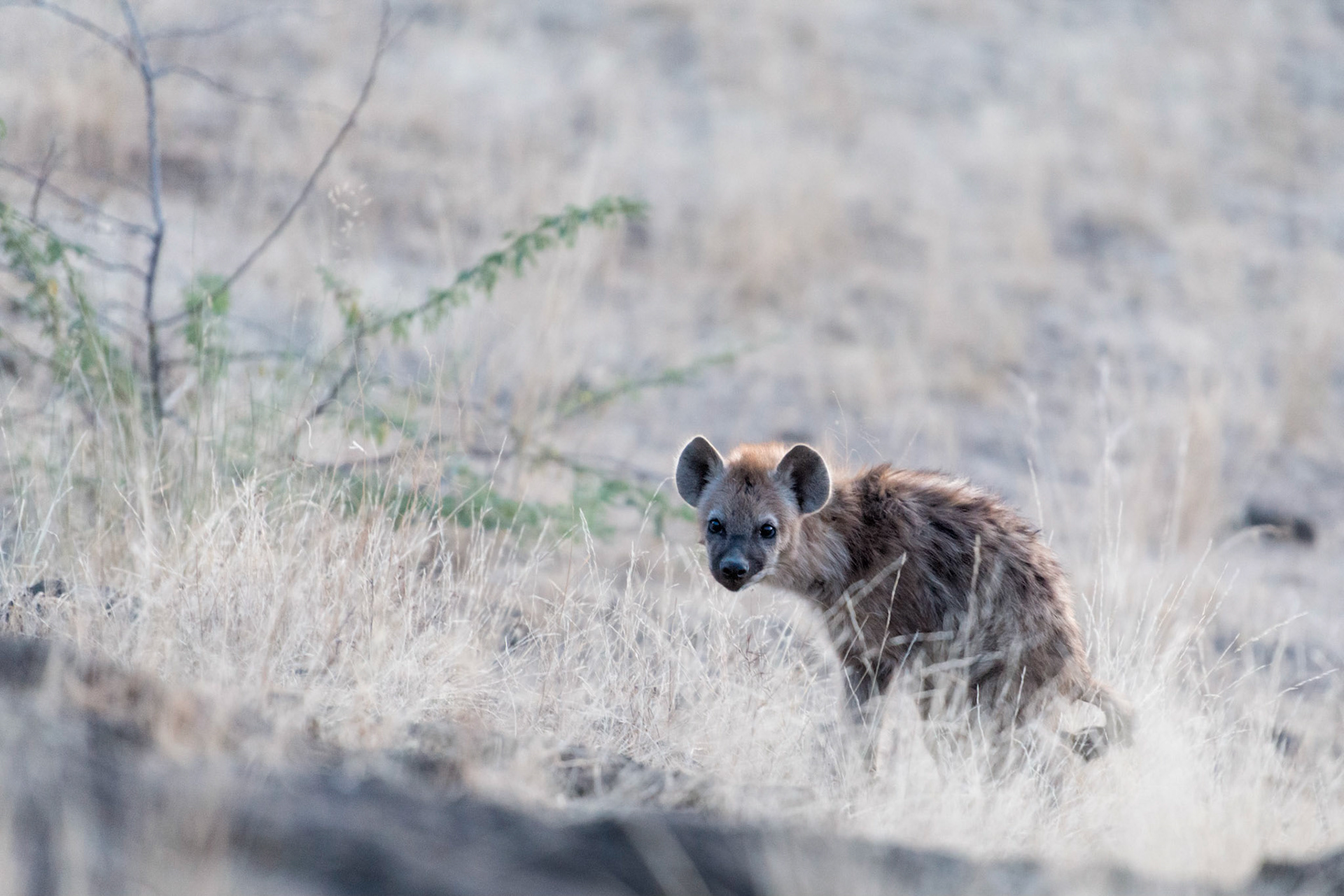 Heyna Cub - Awash, Ethiopia