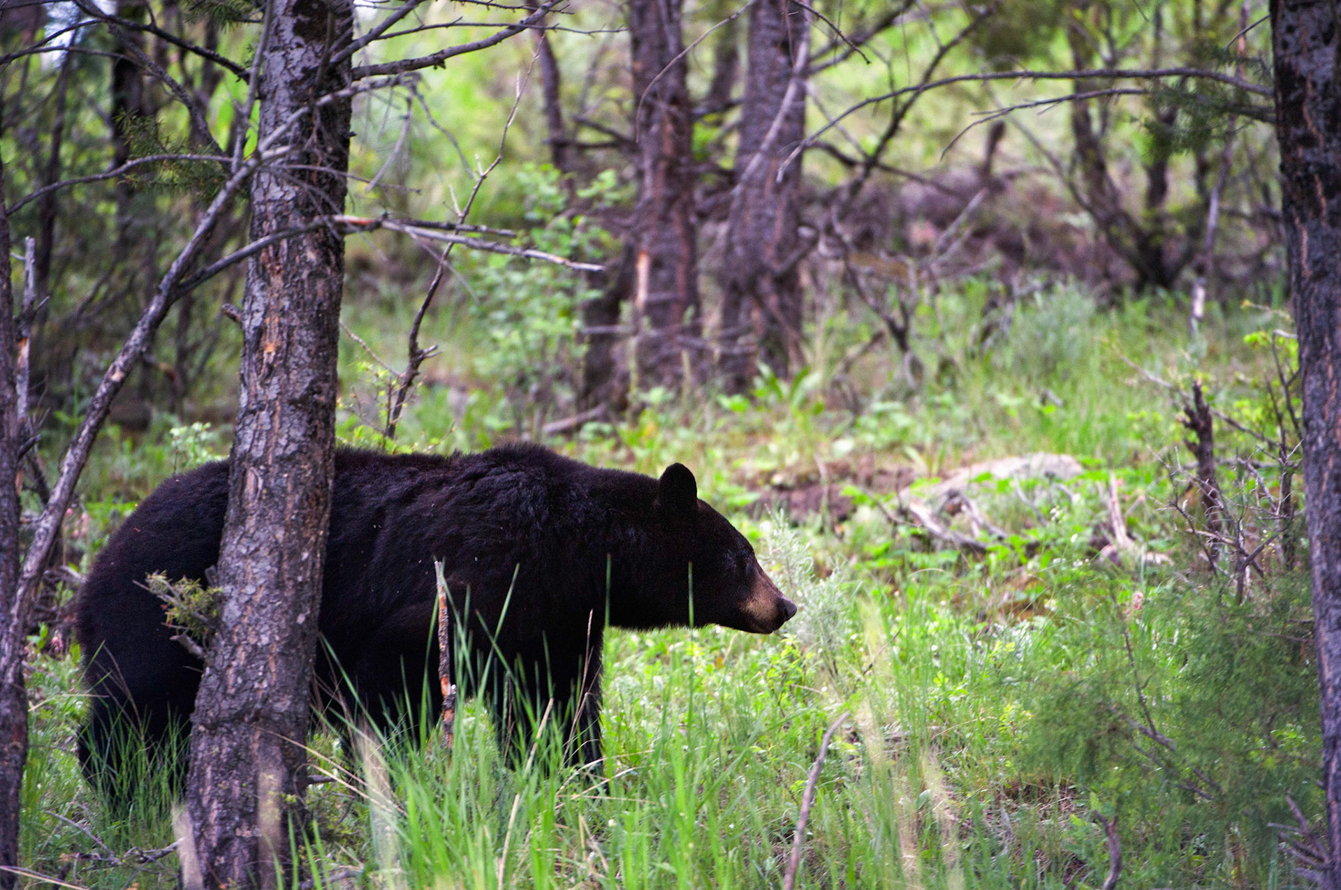 Roosevelt Black Bear - Yellowstone National Park, Wyoming