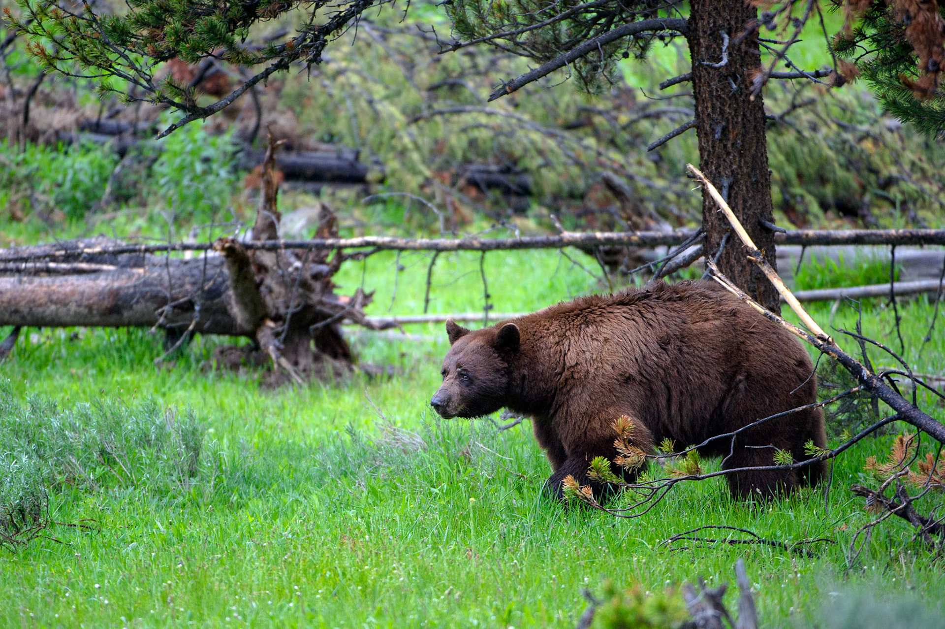 Yellowstone River Bear - Yellowstone National Park, Wyoming
