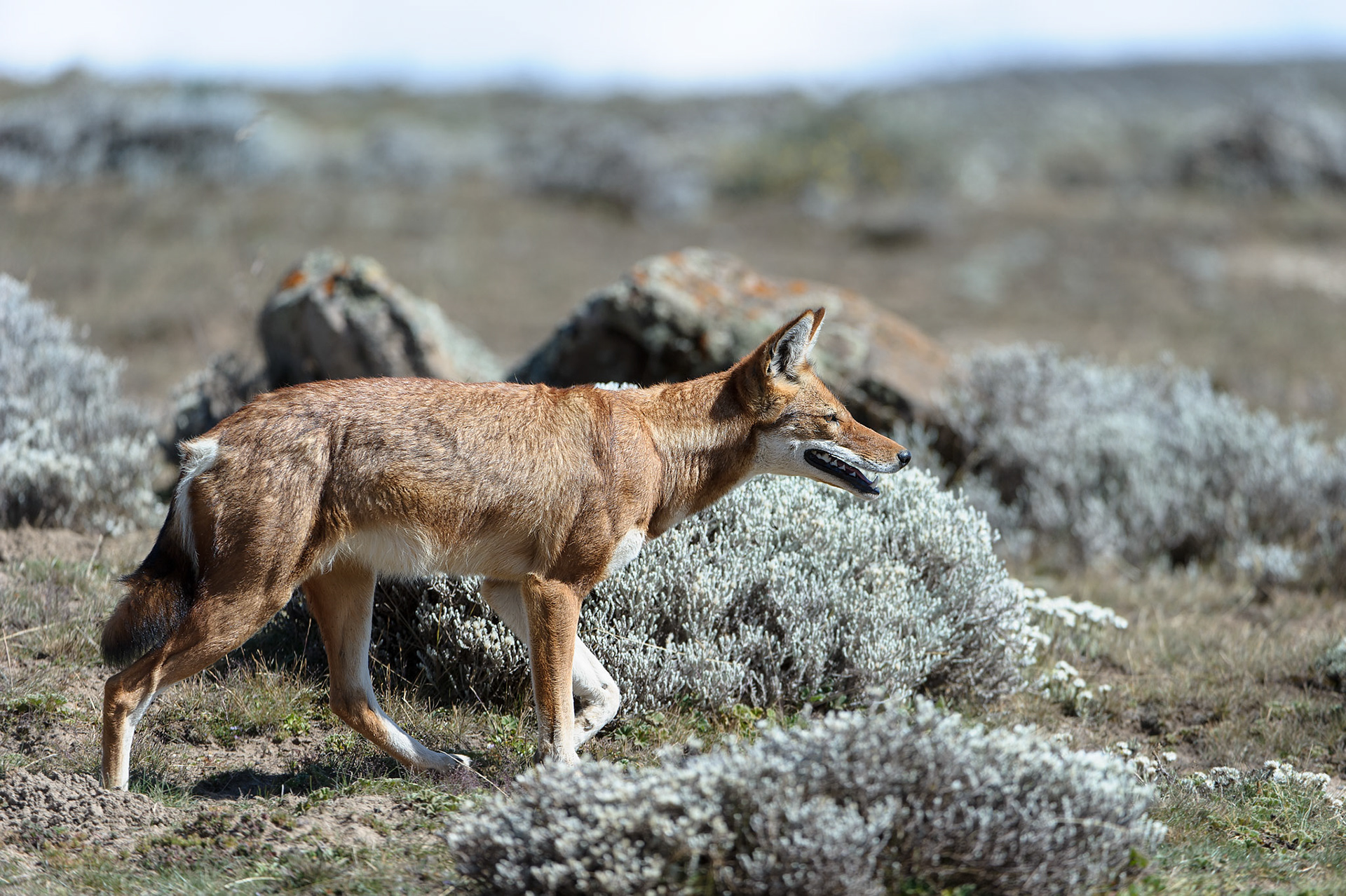 Ehiopian Wolf Stalking - Sanetti Plateau, Bale Mountain National Park, Ethiopia