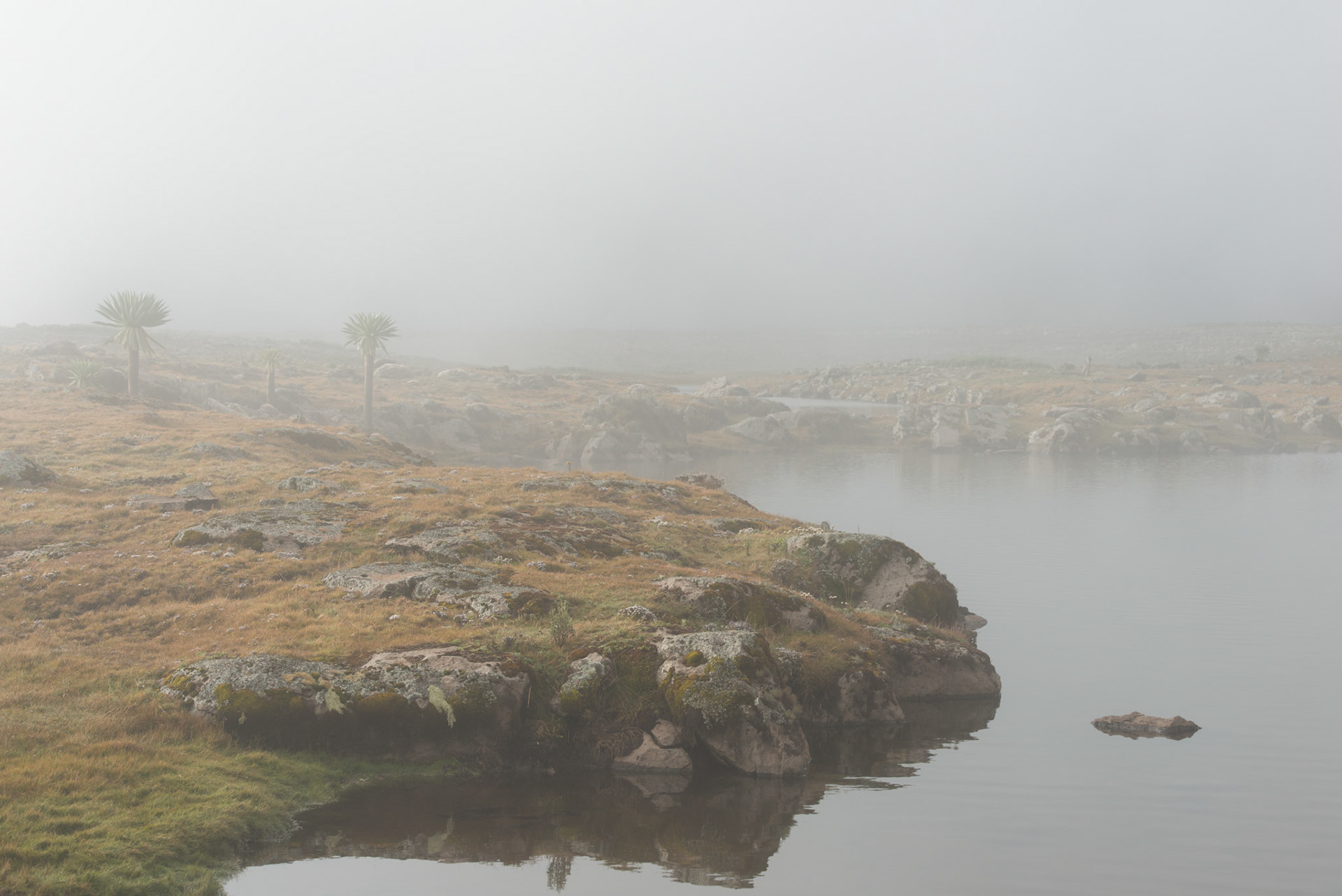 Alpine Moorland Fog - Sanetti Plateau, Bale Mountain National Park, Ethiopia