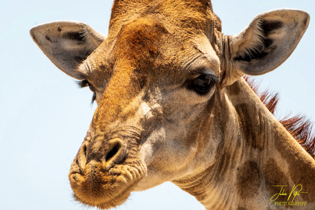 Etosha National Park, Namibia, Africa