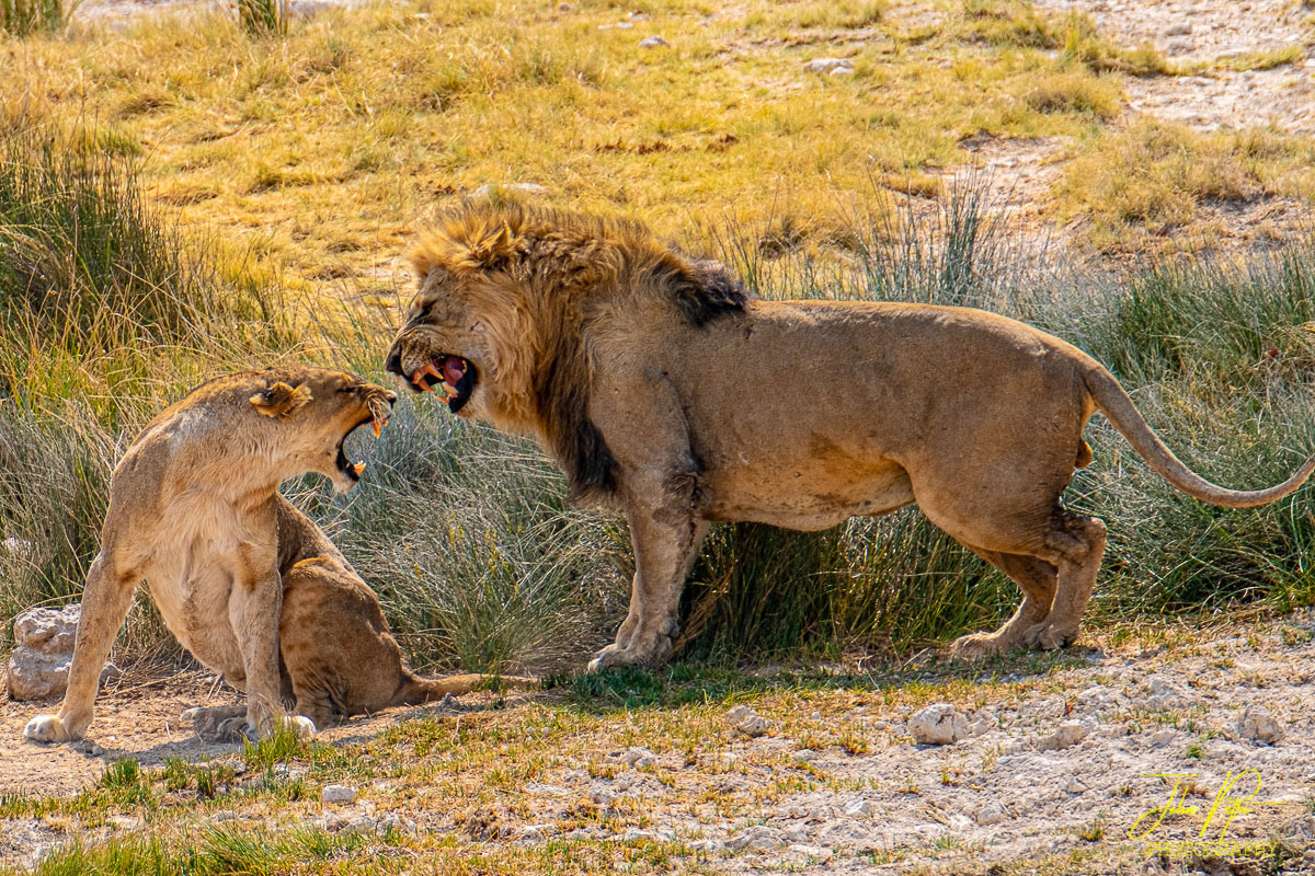 Etosha National Park, Namibia, Africa