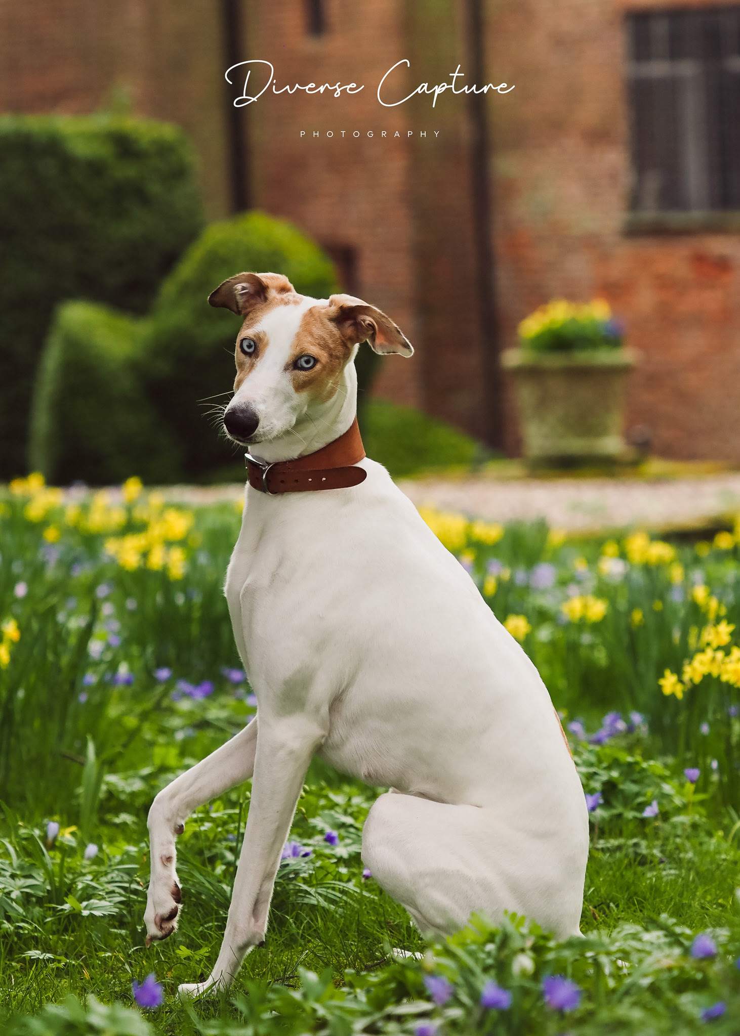 Pet Portrait photographer Sudbury, Suffolk