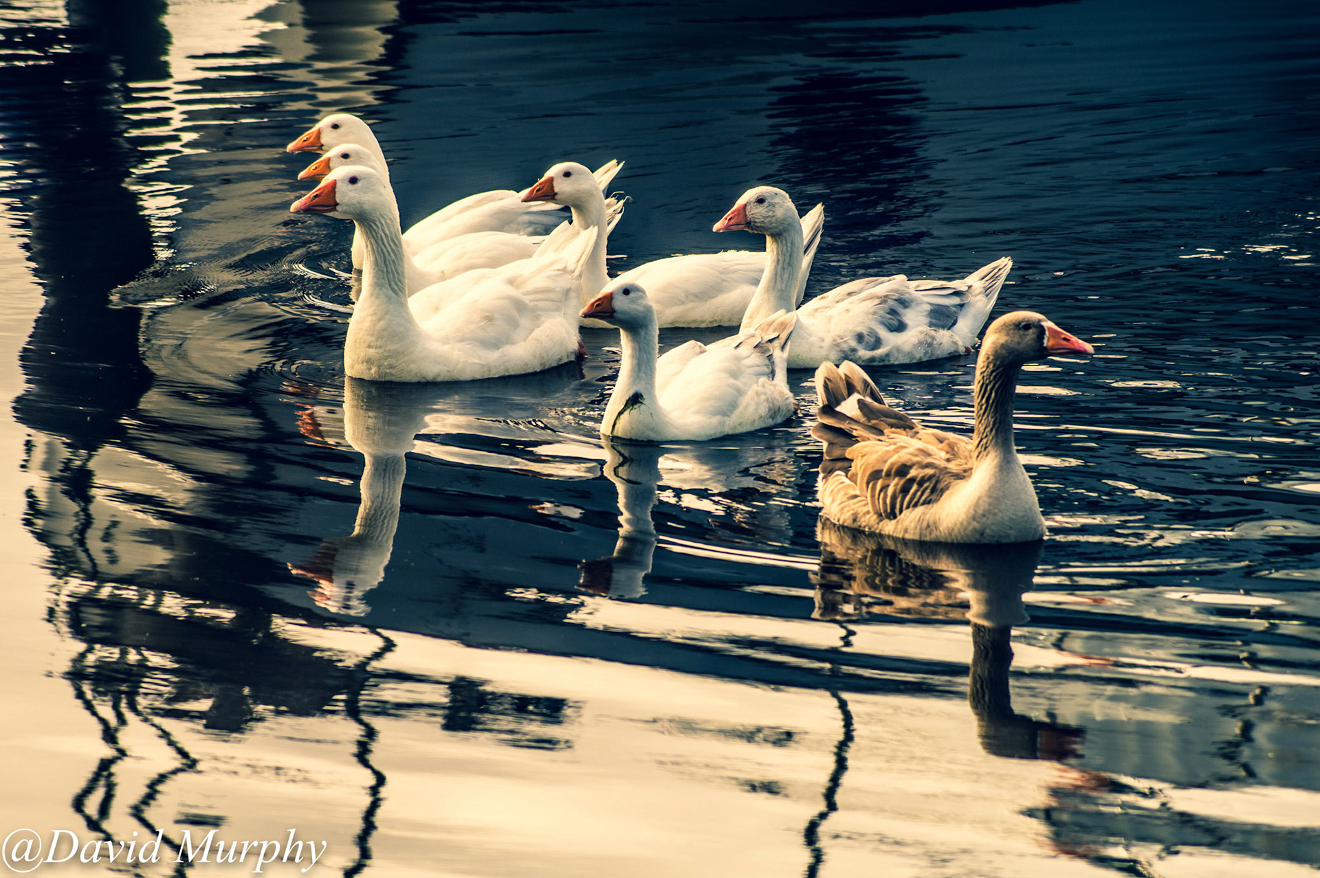 a Gaggle of Geese.
