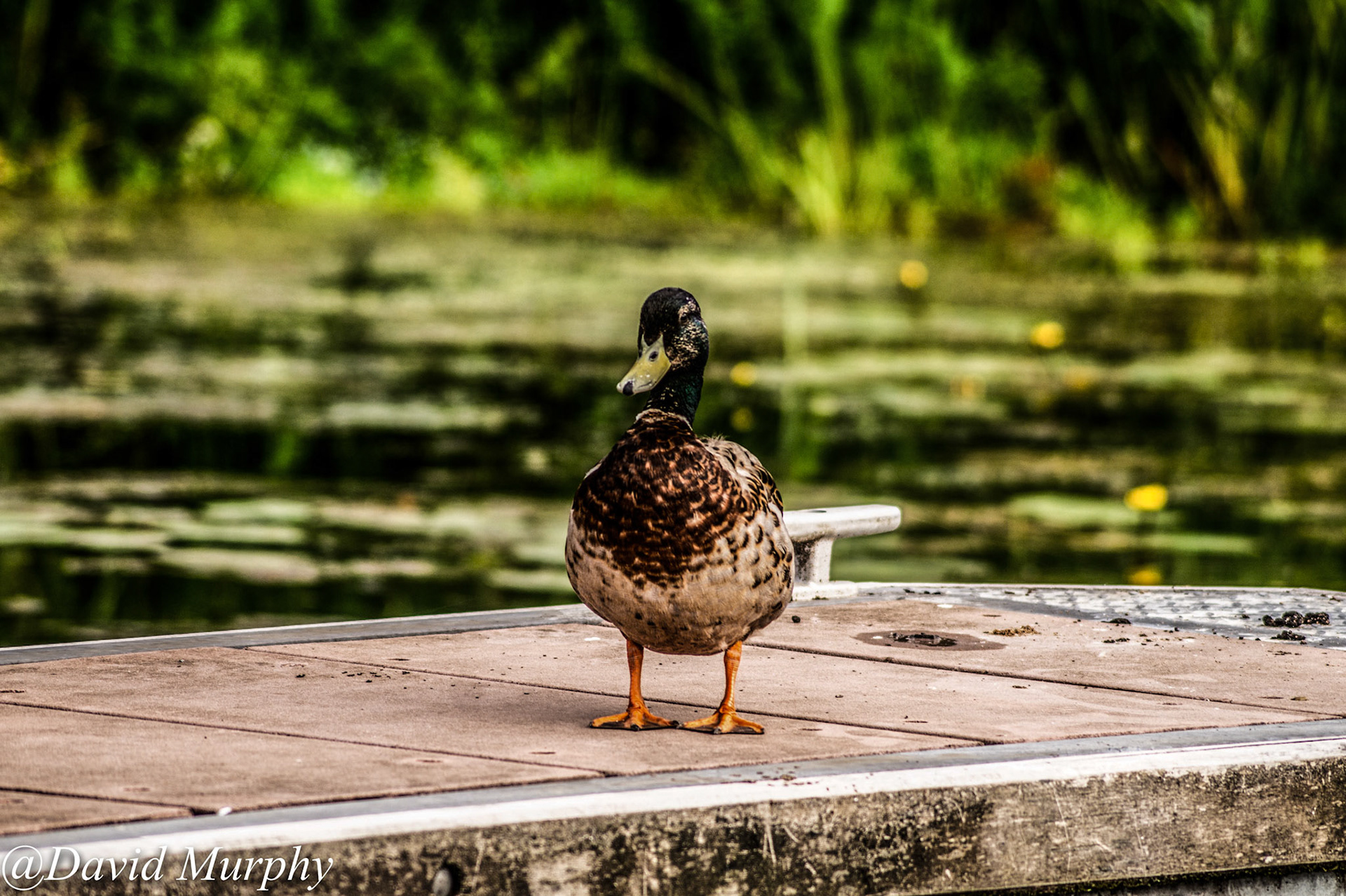 Male Mallard.