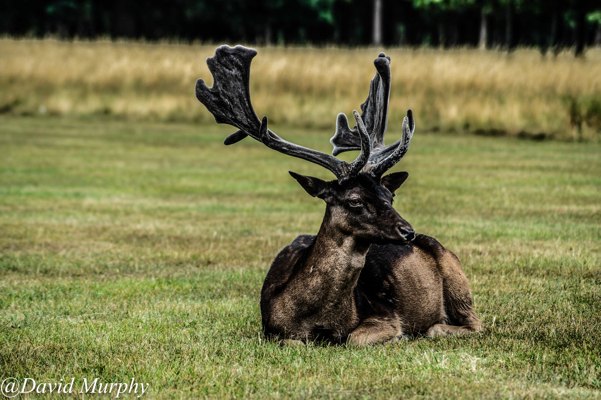Fallow Deer.