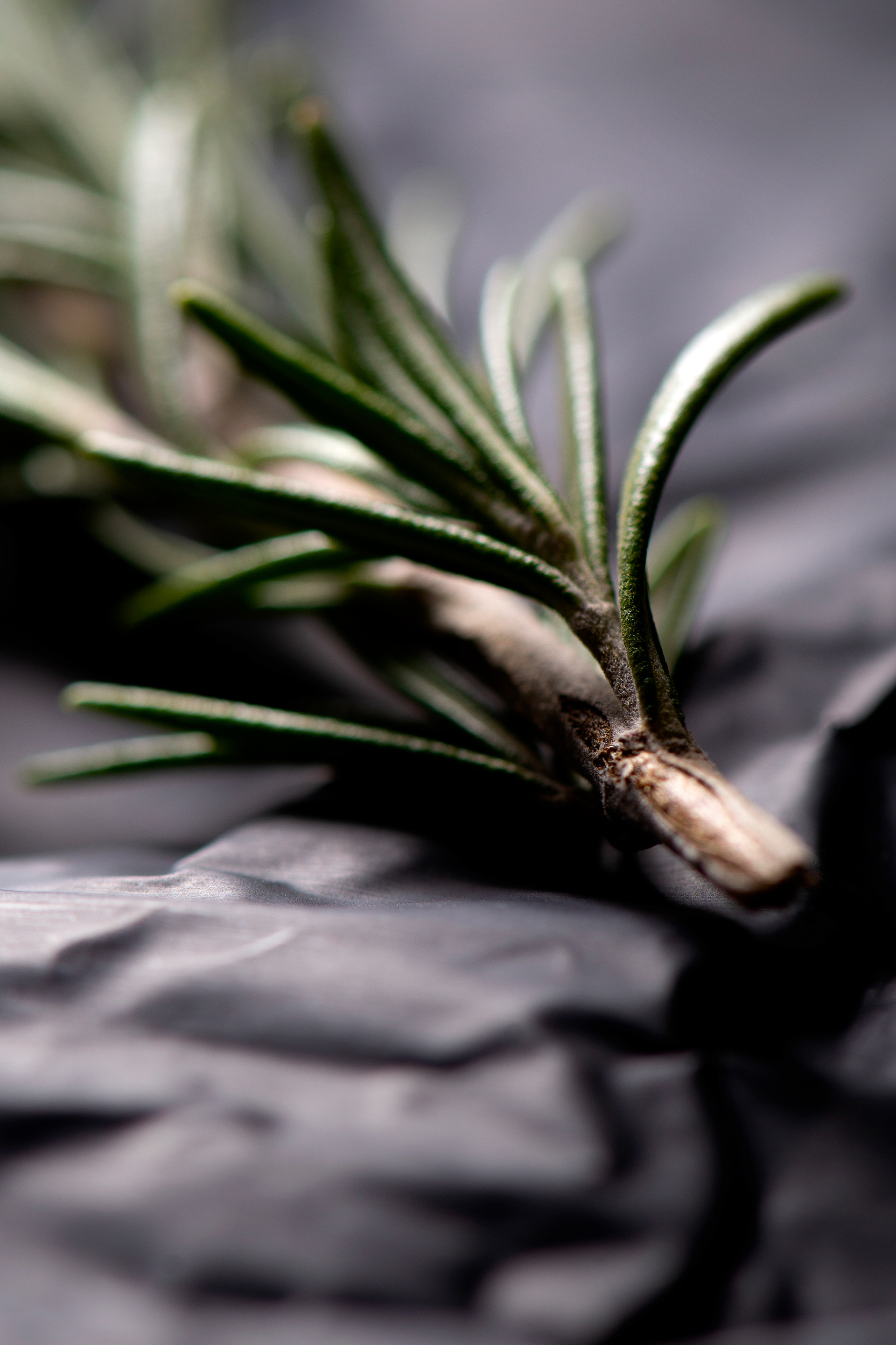 Melissa Browning - Rosemary Stalk