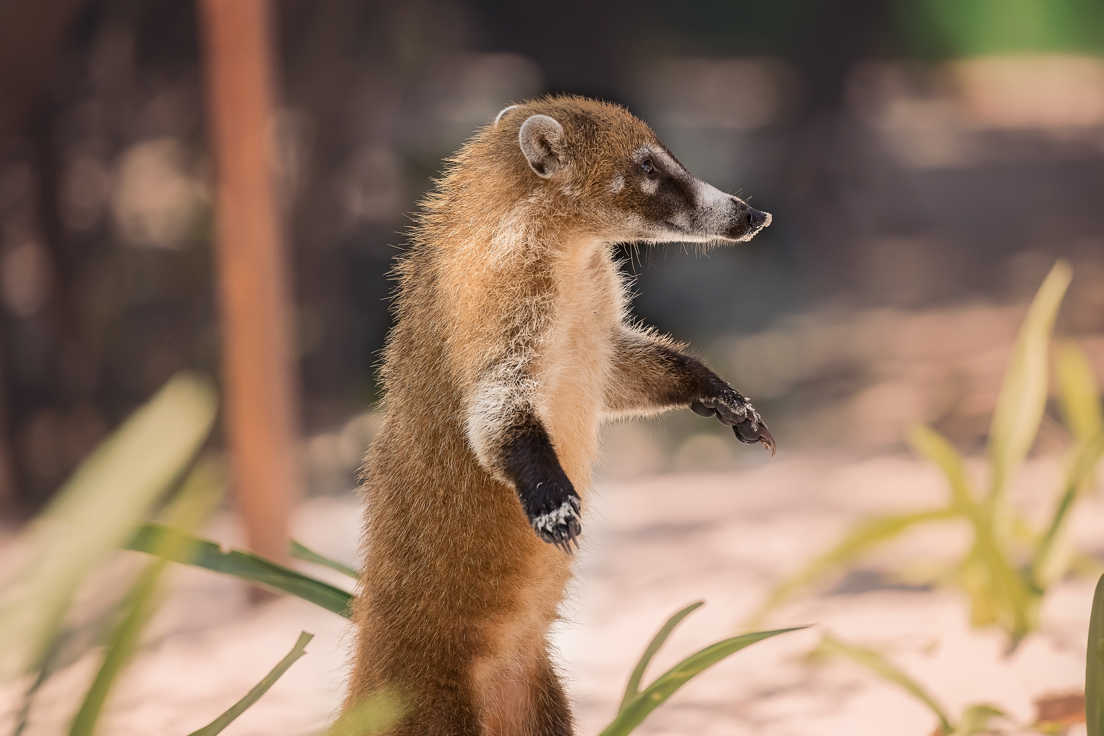 PETER LAKOMY PHOTOGRAPHY - Mexican Coati