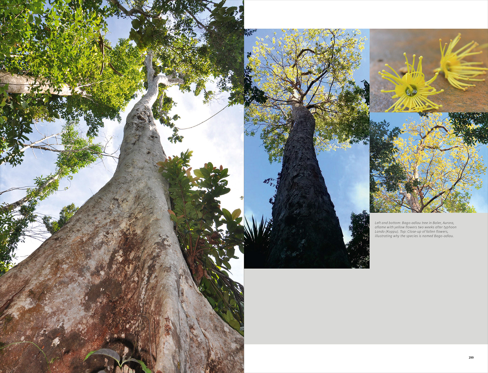 Felix Mago Miguel BINHI Tree for the Future