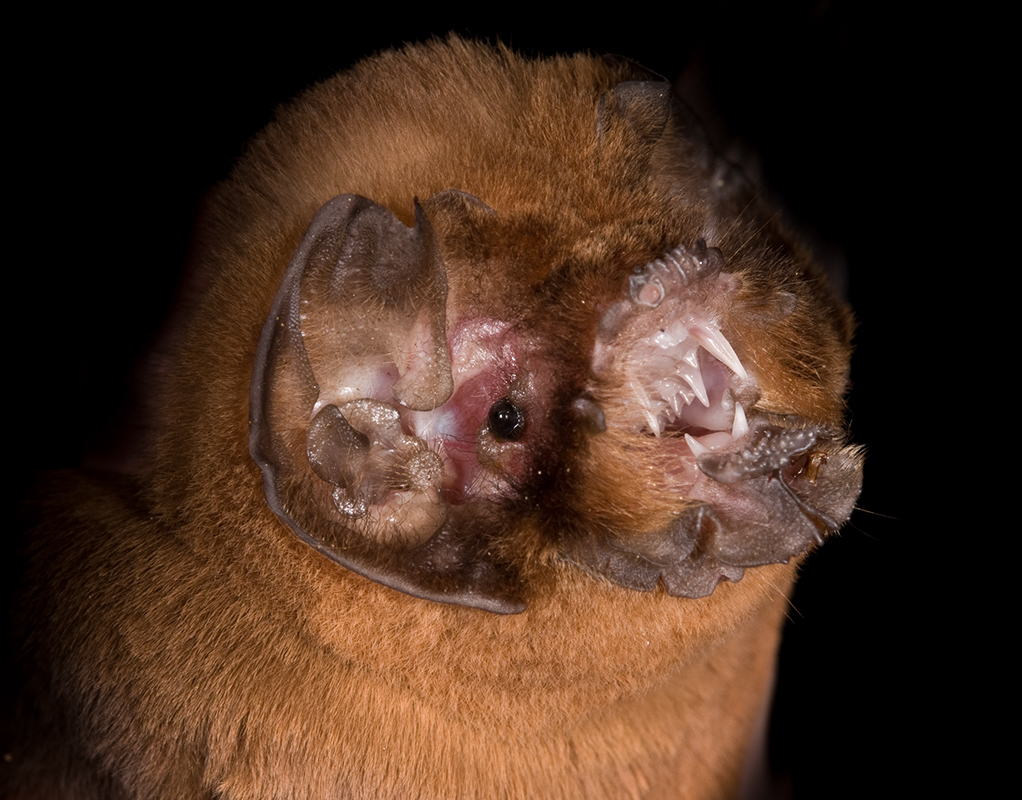 sooty mustached bat